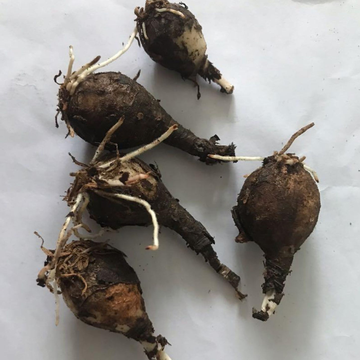 Pink Rain Lily Bulbs - Flowering Plant