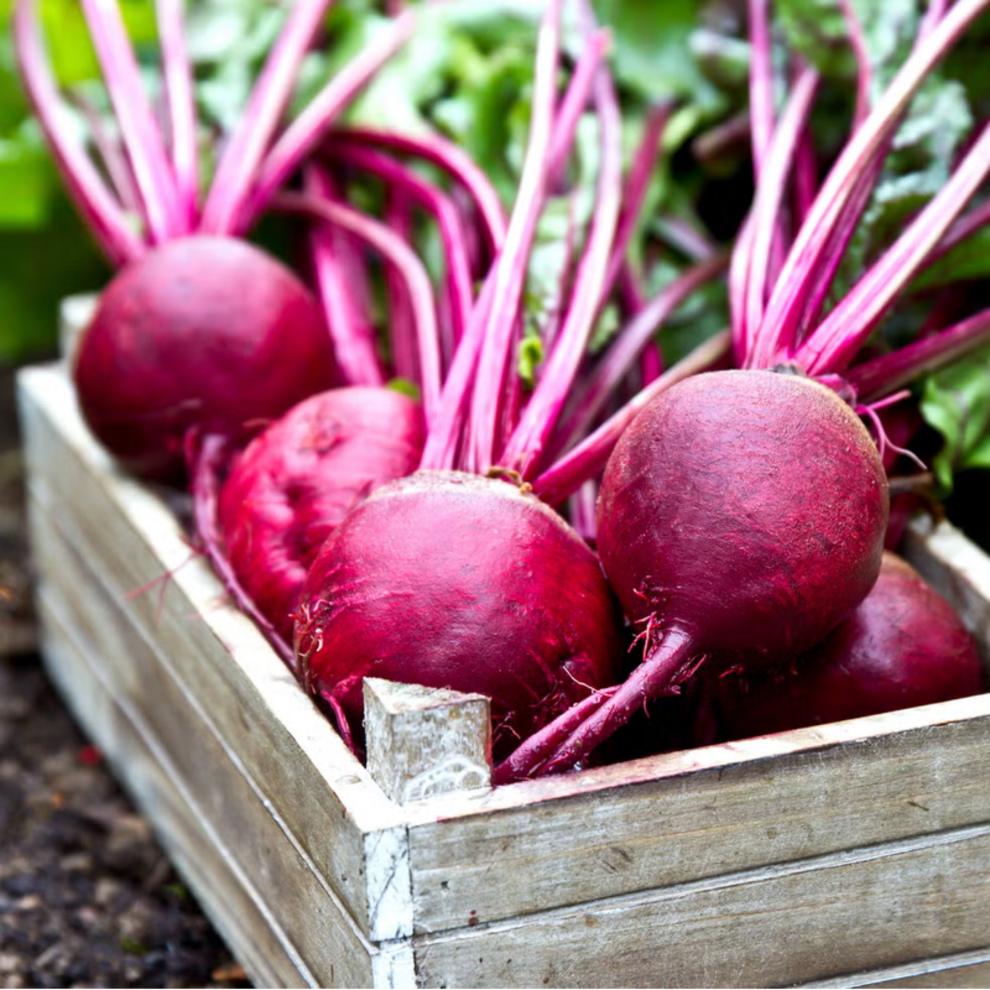Beetroot Seeds - 50 Seeds