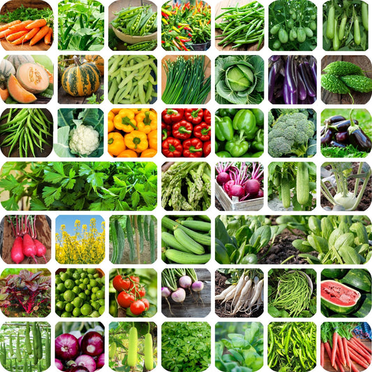 45 Variety Of Vegetable Seeds With Instruction Manual