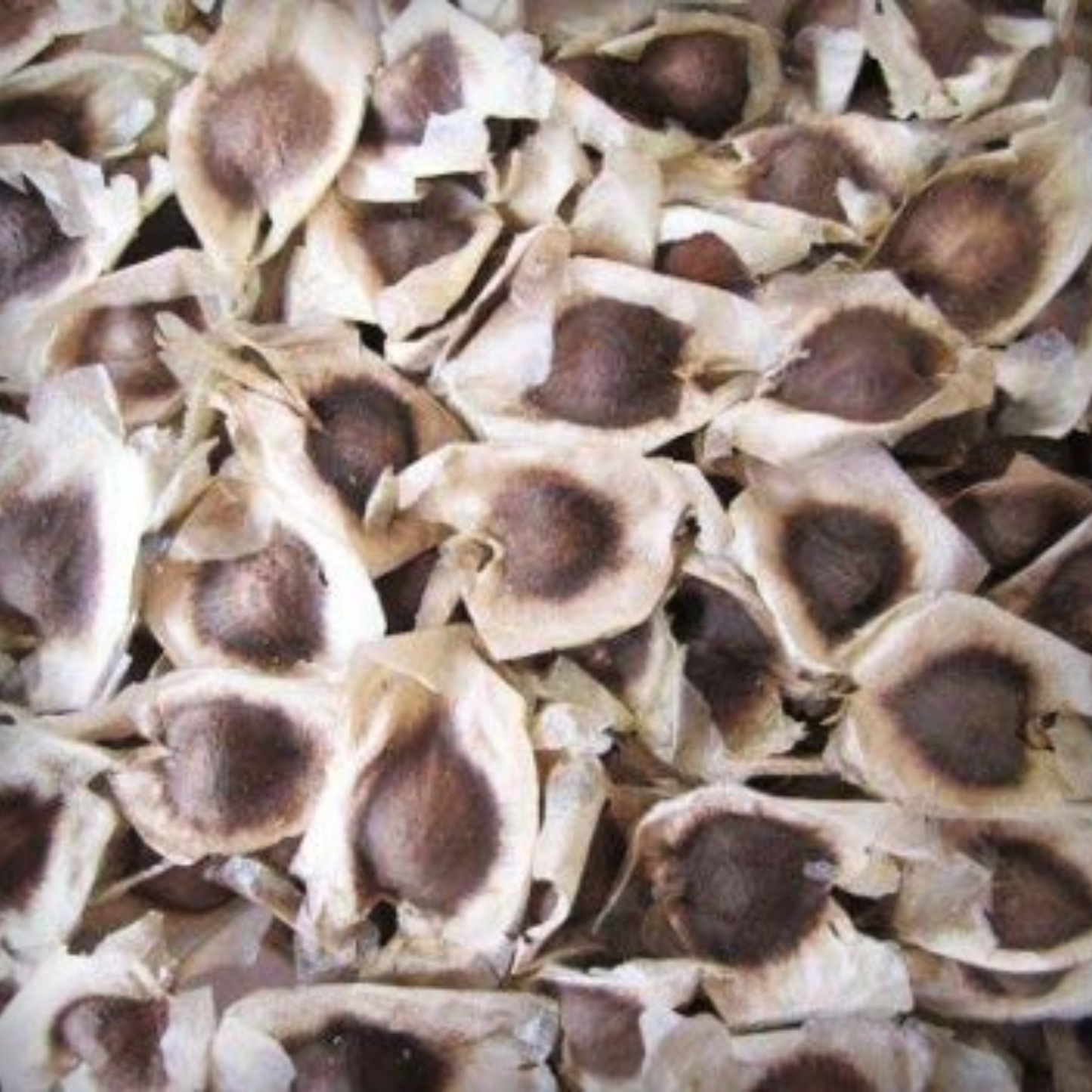 Drum Stick Seeds - 10 Seeds