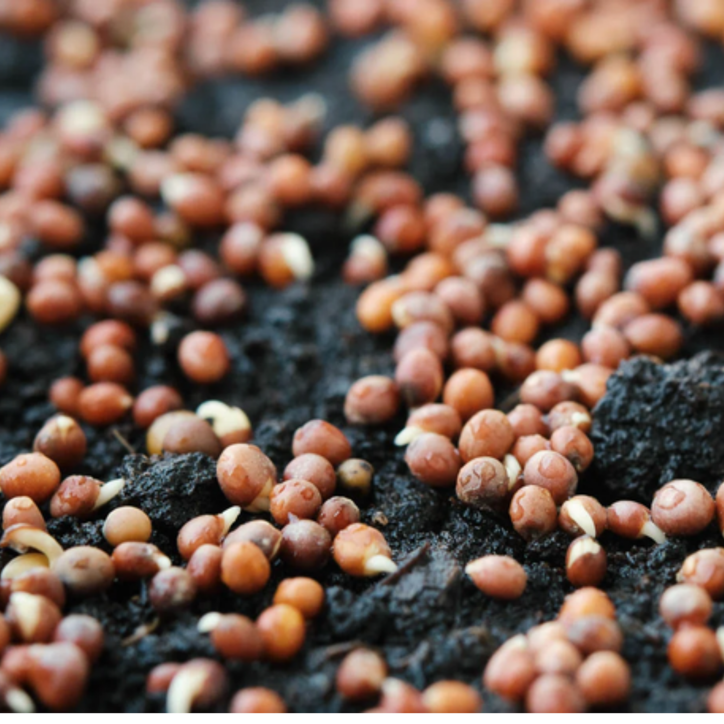 Broccoli Seeds - 50 Seeds