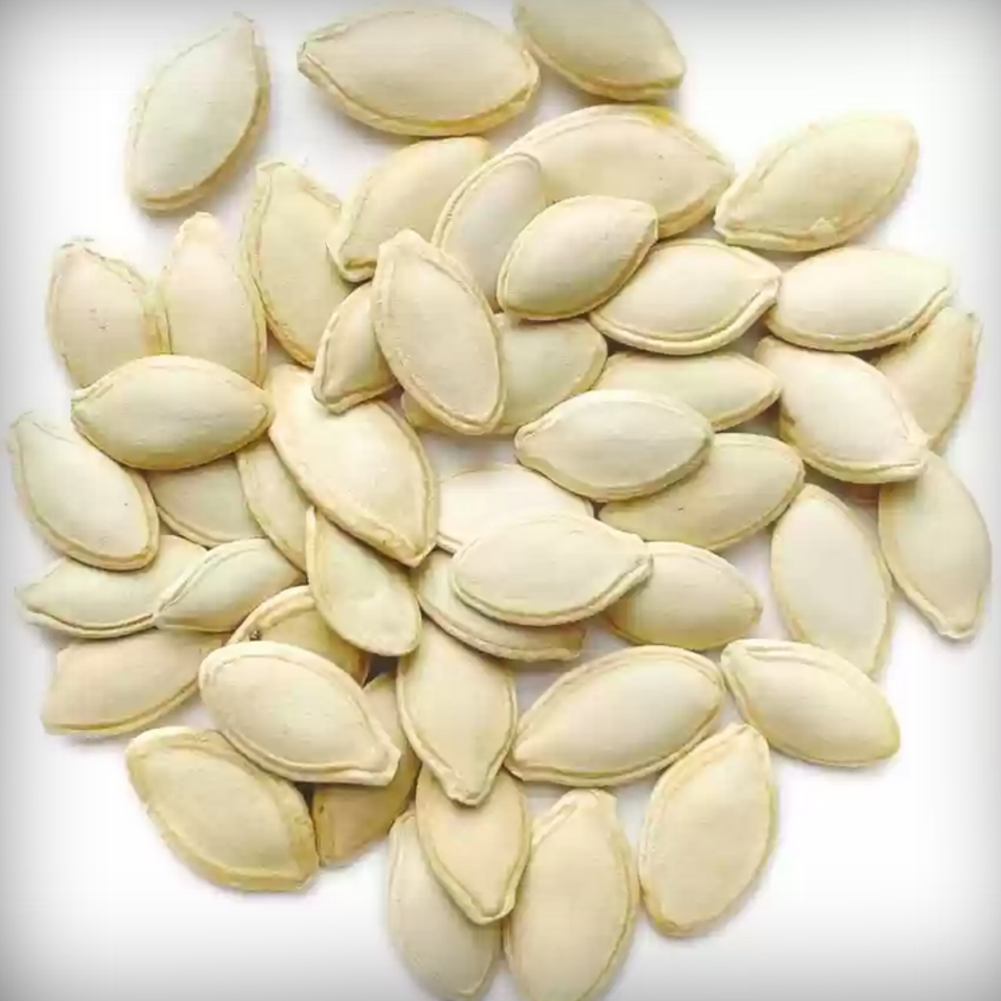 Hybrid Squash Seed 10 Seeds