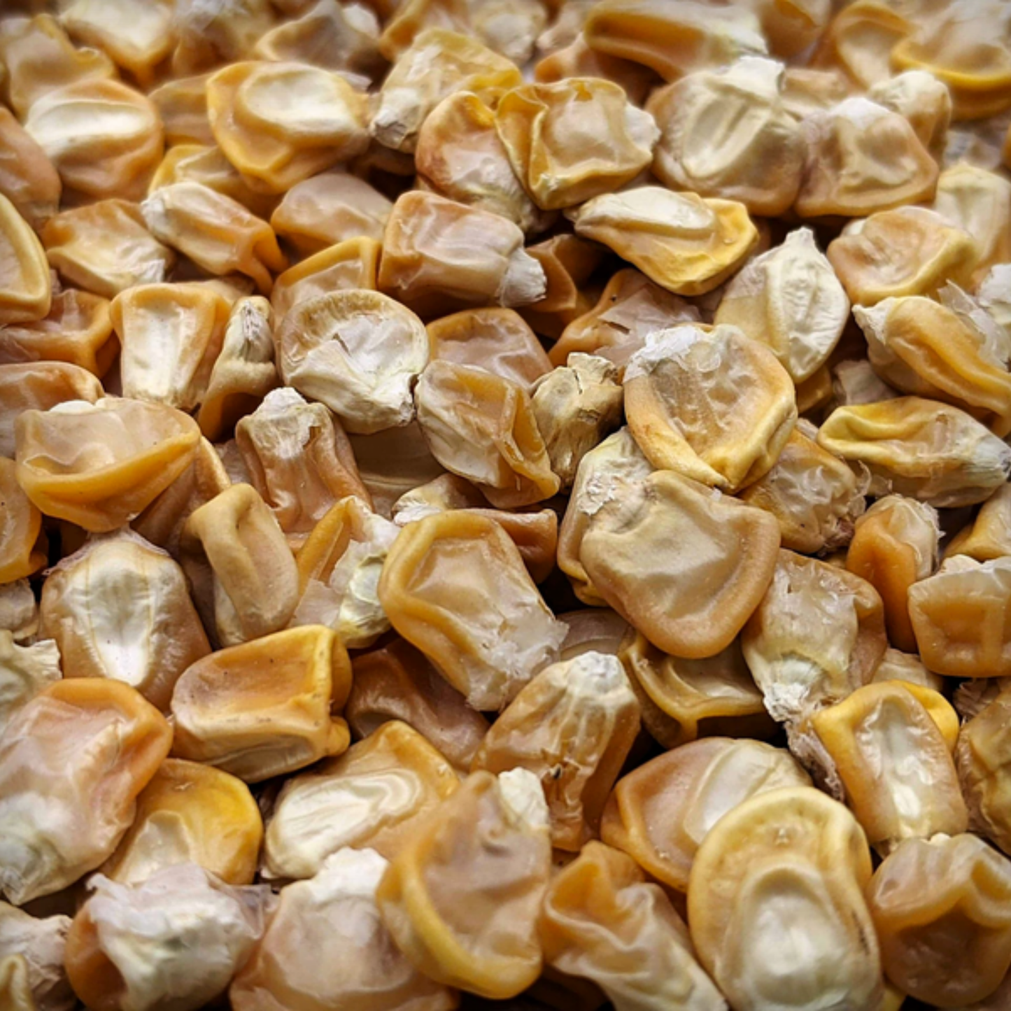 Hybrid Sweetcorn Seeds - 20 Seeds