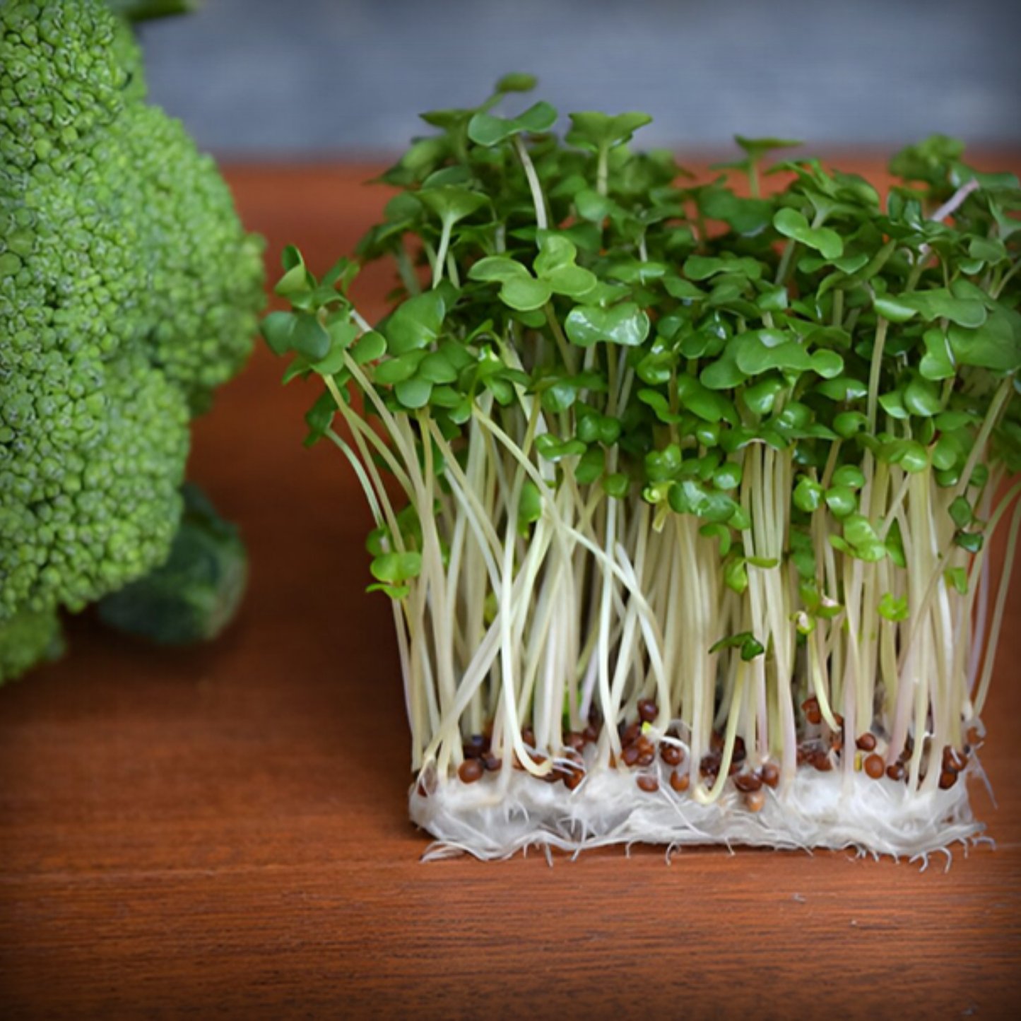 Broccoli Microgreen Seeds – 5g