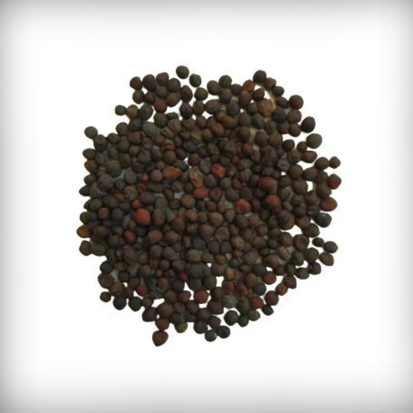 Knol Khol Seeds - 50 Seeds