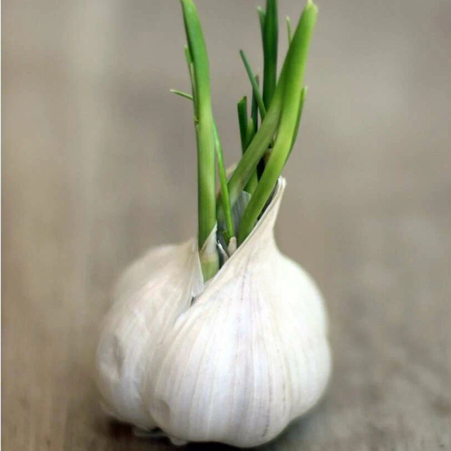 Garlic Bulbs For Planting & Growing
