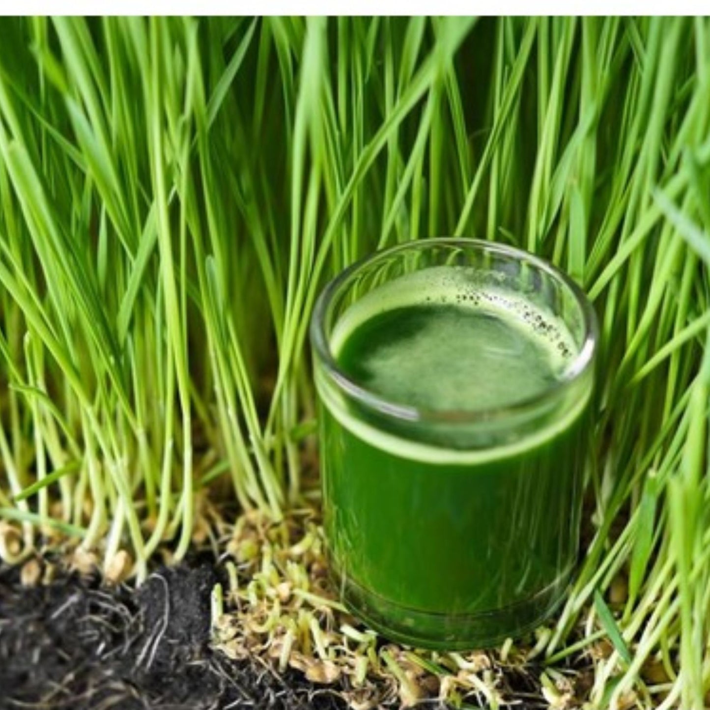 Wheat Grass Seeds - 1000 Seeds.