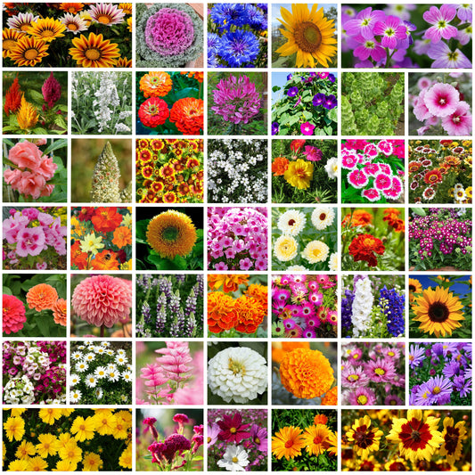 45 Variety of Flower Seeds with Instruction Manual