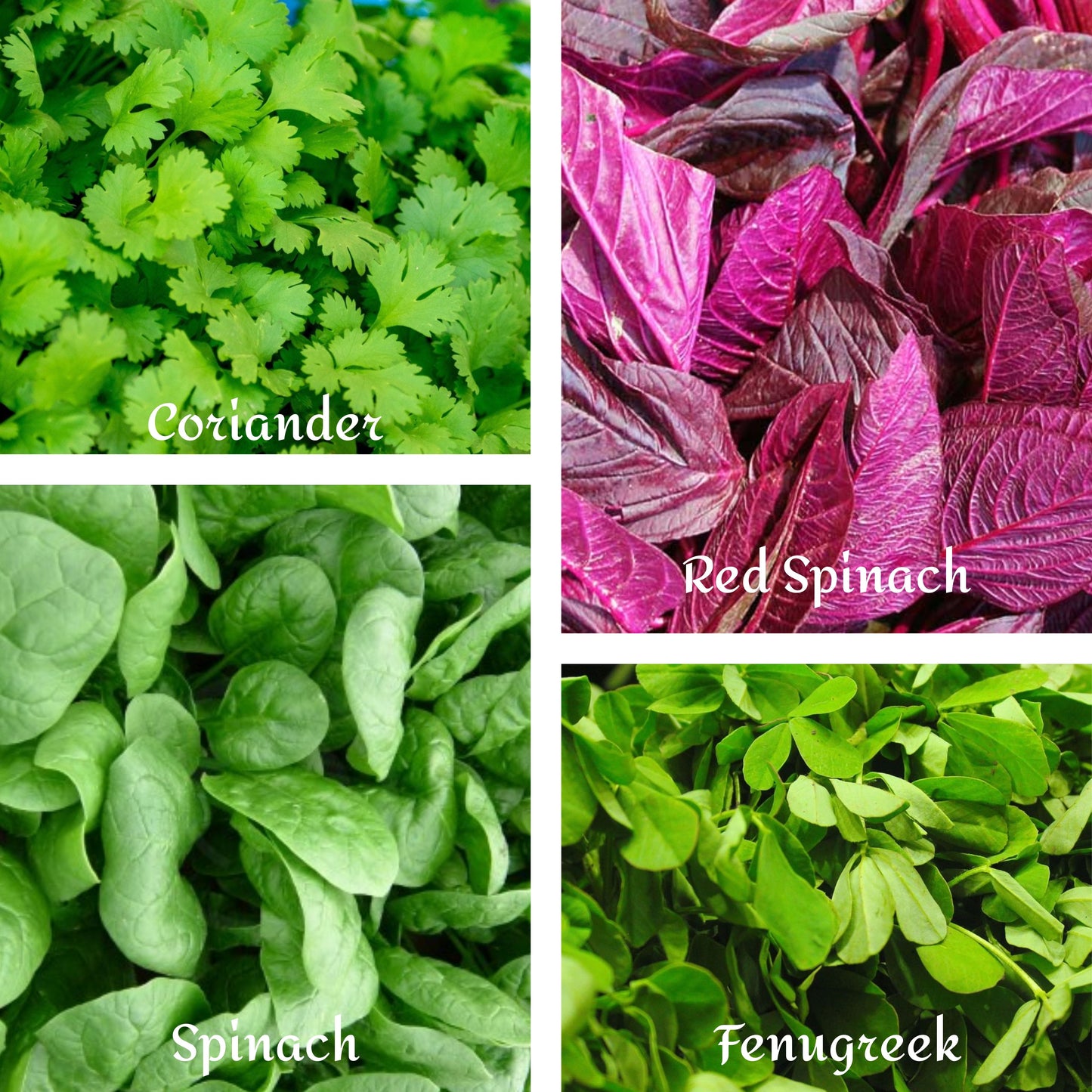 Combo of Leafy Vegetable Seeds ( Four Varieties : 500 Quantity Each )