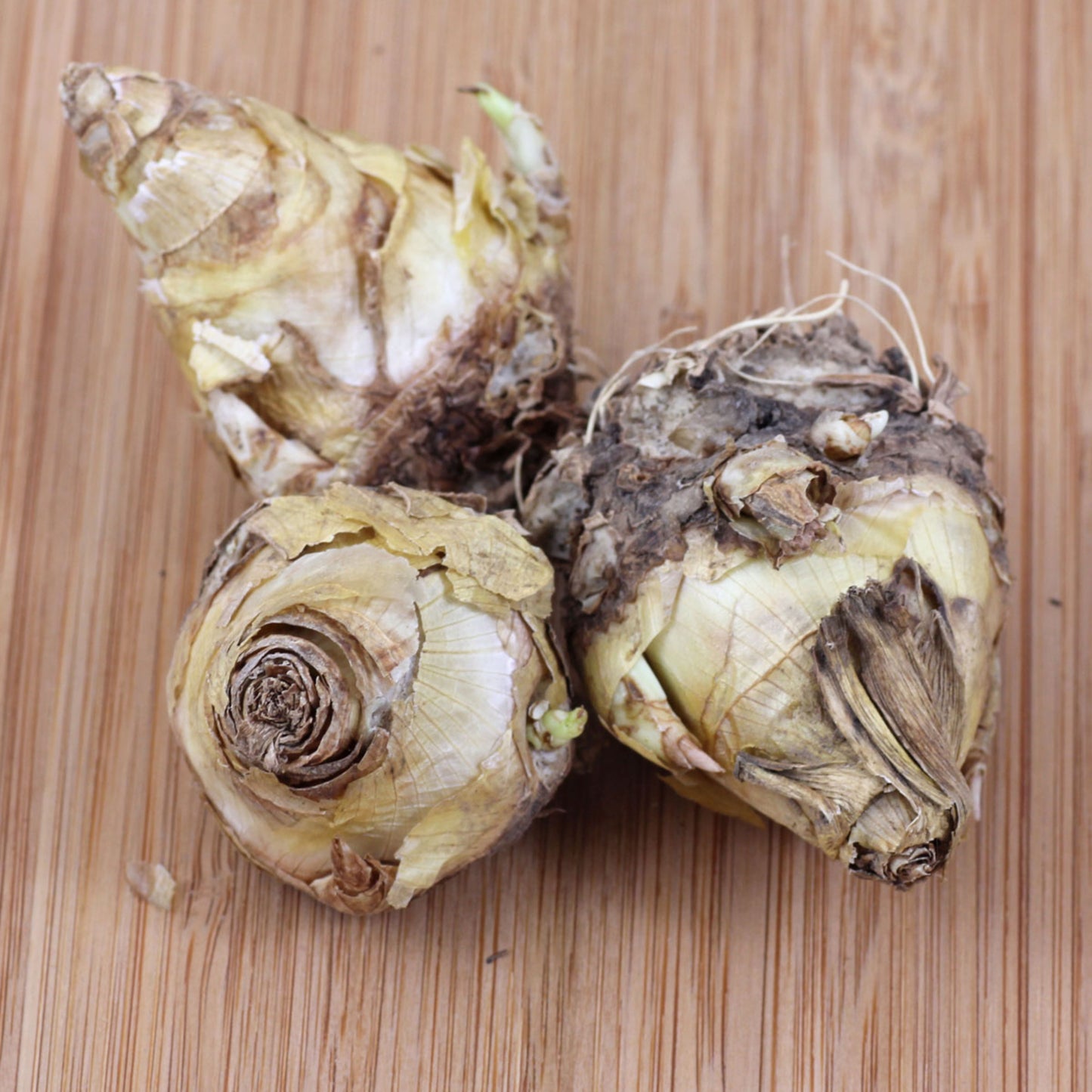 Rajnigandha Flowering Bulbs - White Bulbs