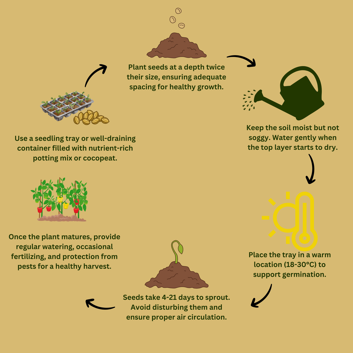 Hybrid Pumpkin Seeds - 10 Seeds