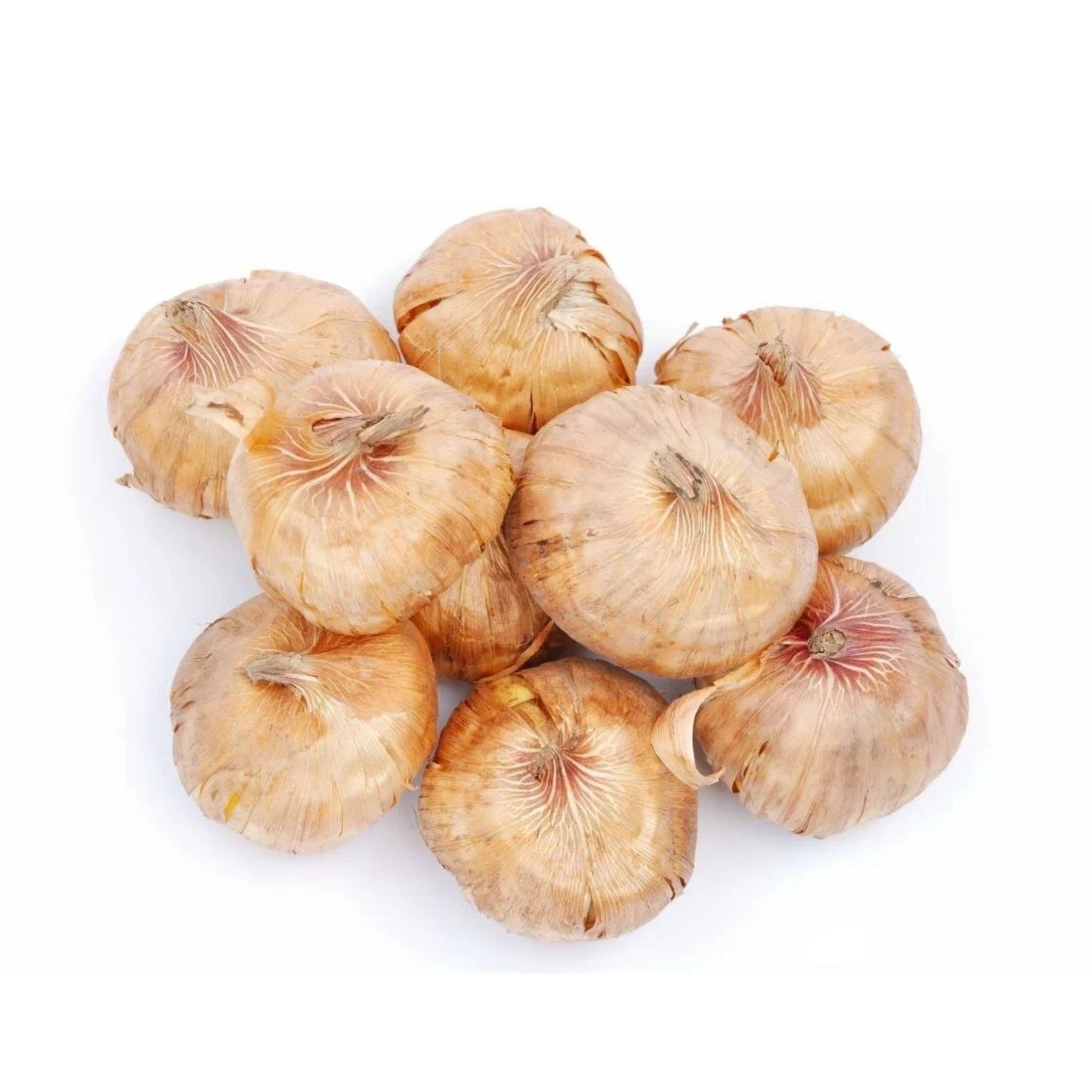 Gladiolus Flowering Bulbs - Multicolor Bulbs