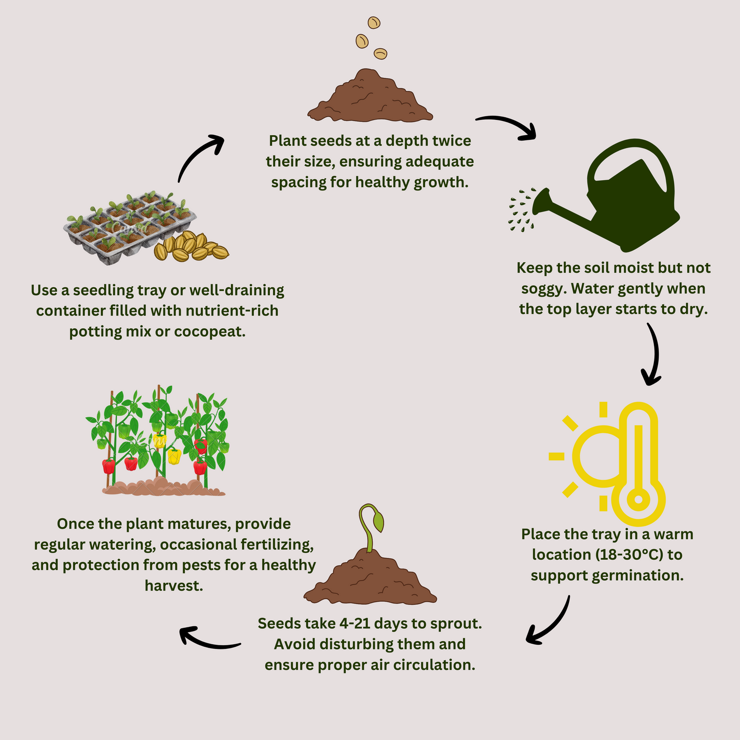 Cauliflower Seeds - 50 Seeds