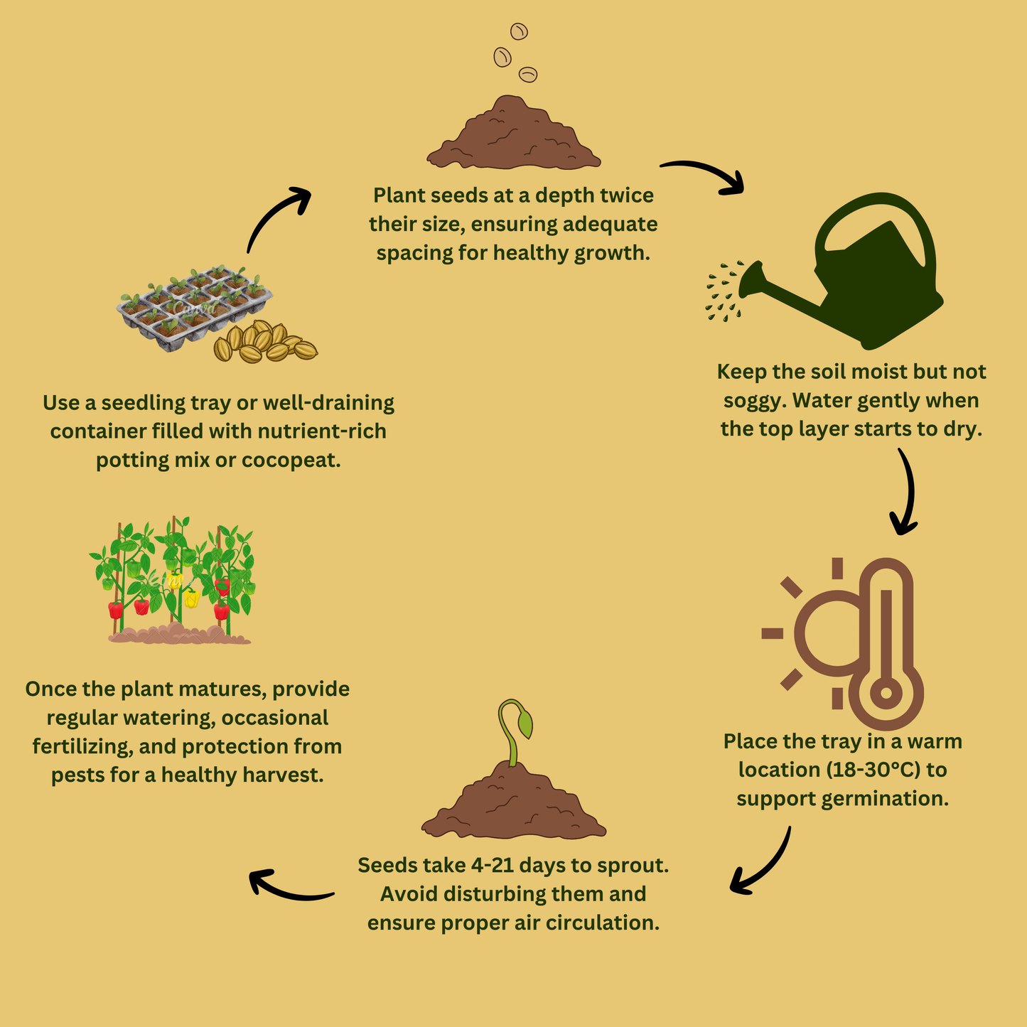 Hybrid Dolichos Beans Seeds