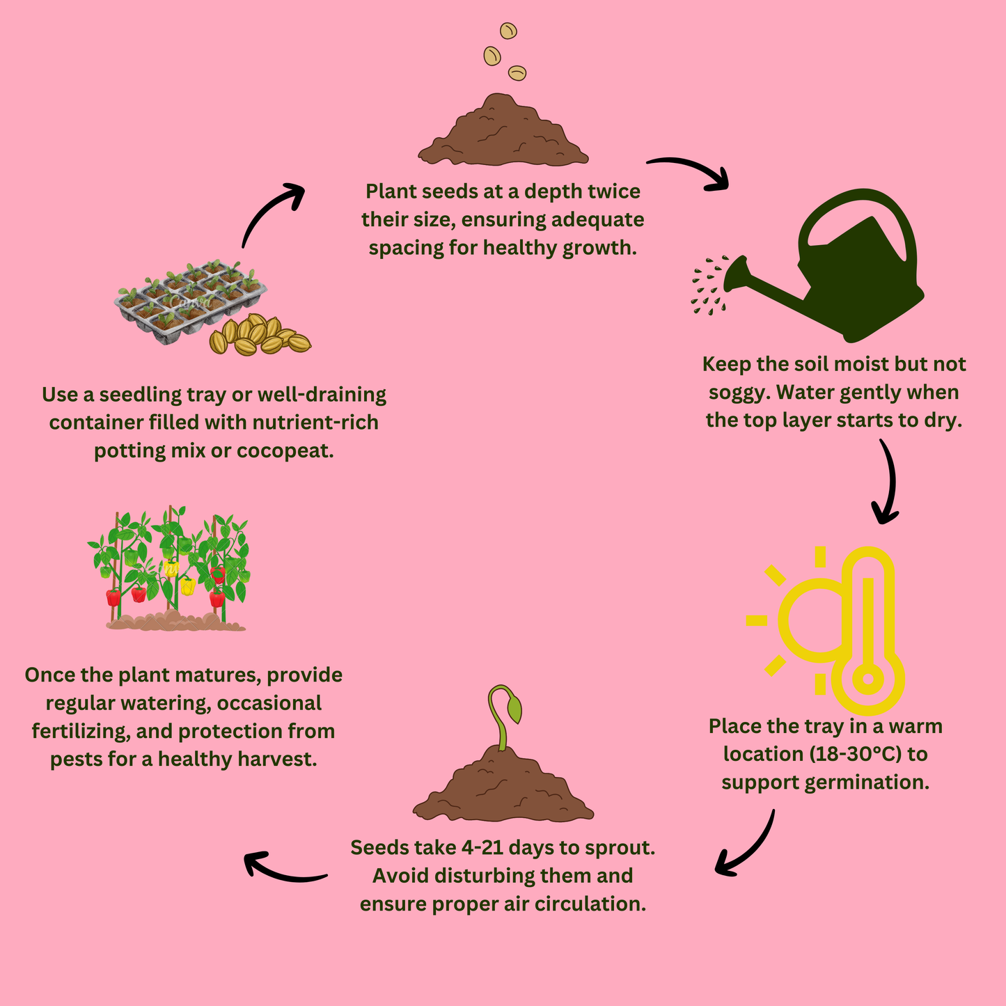 Hybrid Onion Vegetable Seeds - 100 Seeds