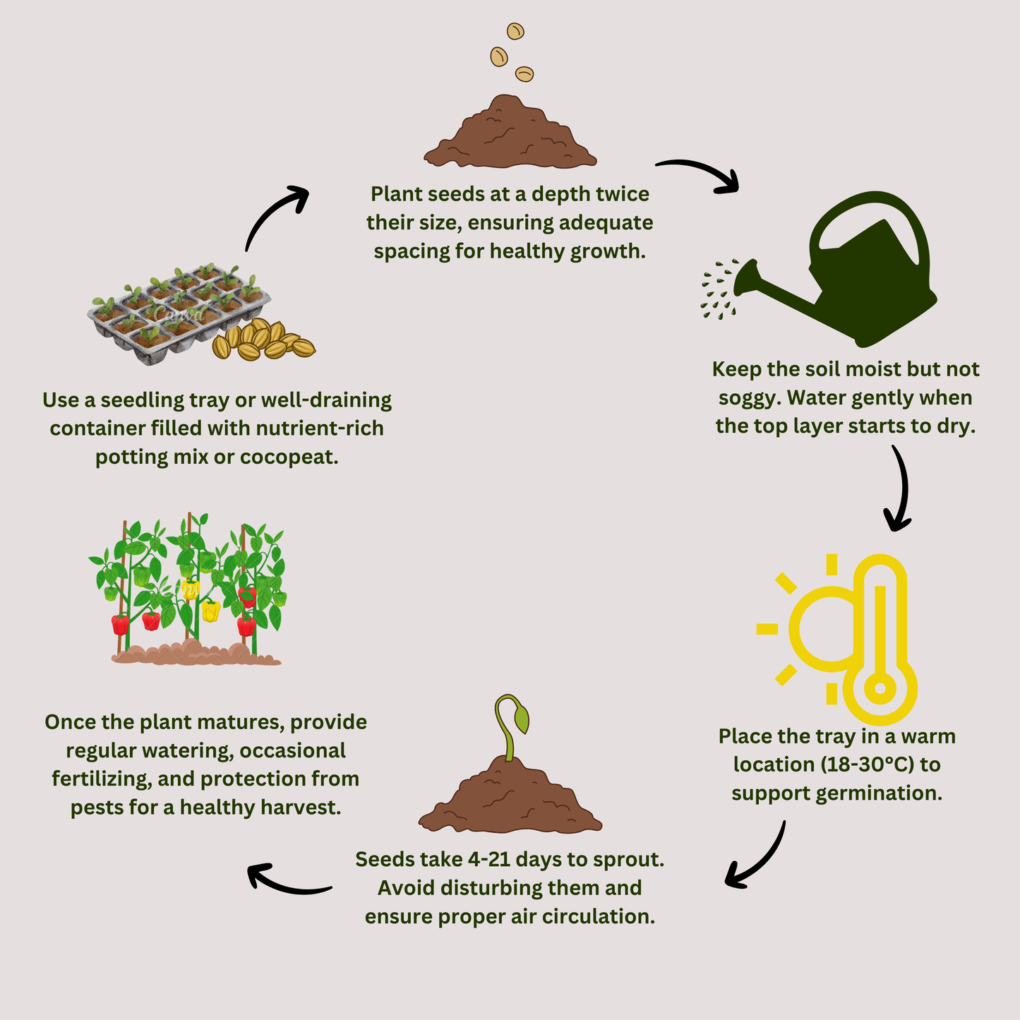 Mustard Vegetable Seeds - 500 Seeds