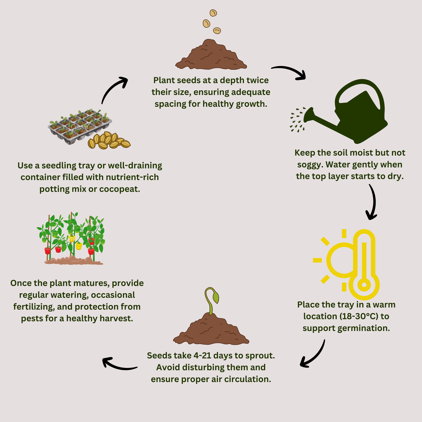 Radish Red Long - 50 Seeds