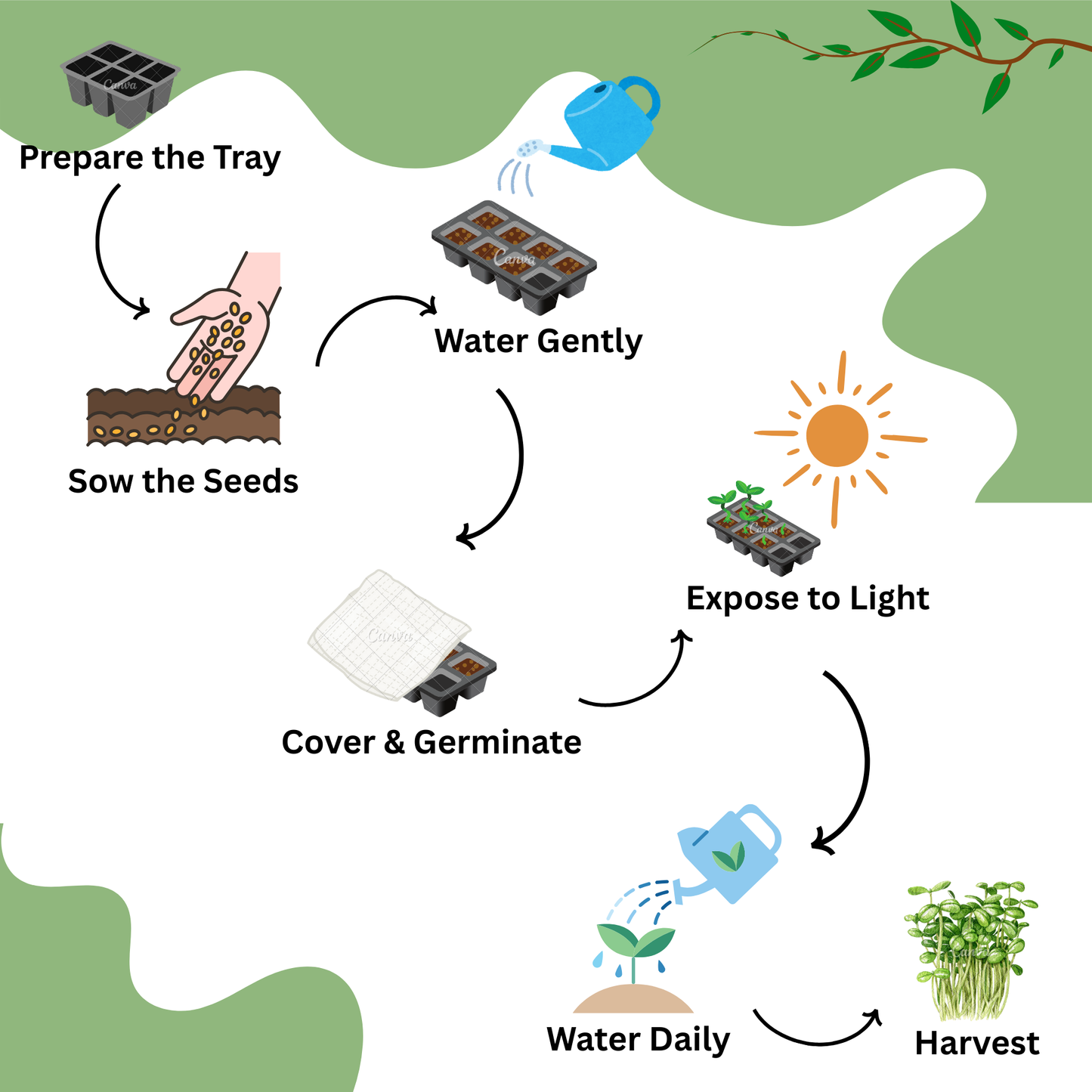 Broccoli Microgreen Seeds – 5g