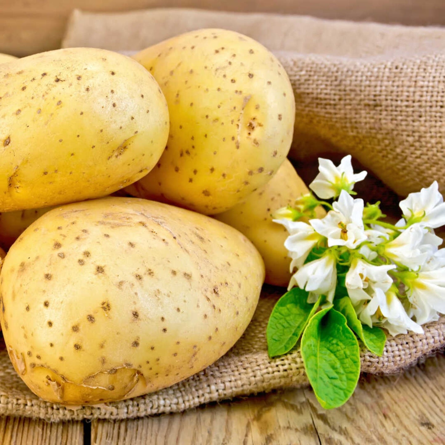 Potato Bulbs/Seeds (Small Tubers)