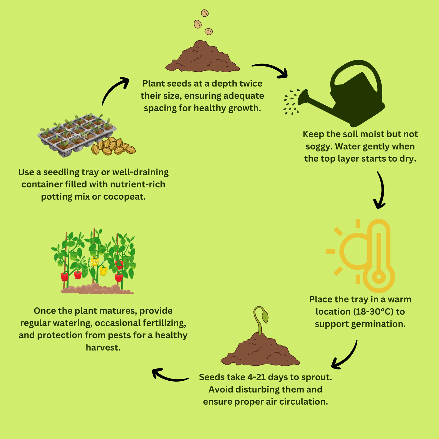 Asparagus Seeds - 20 Seeds