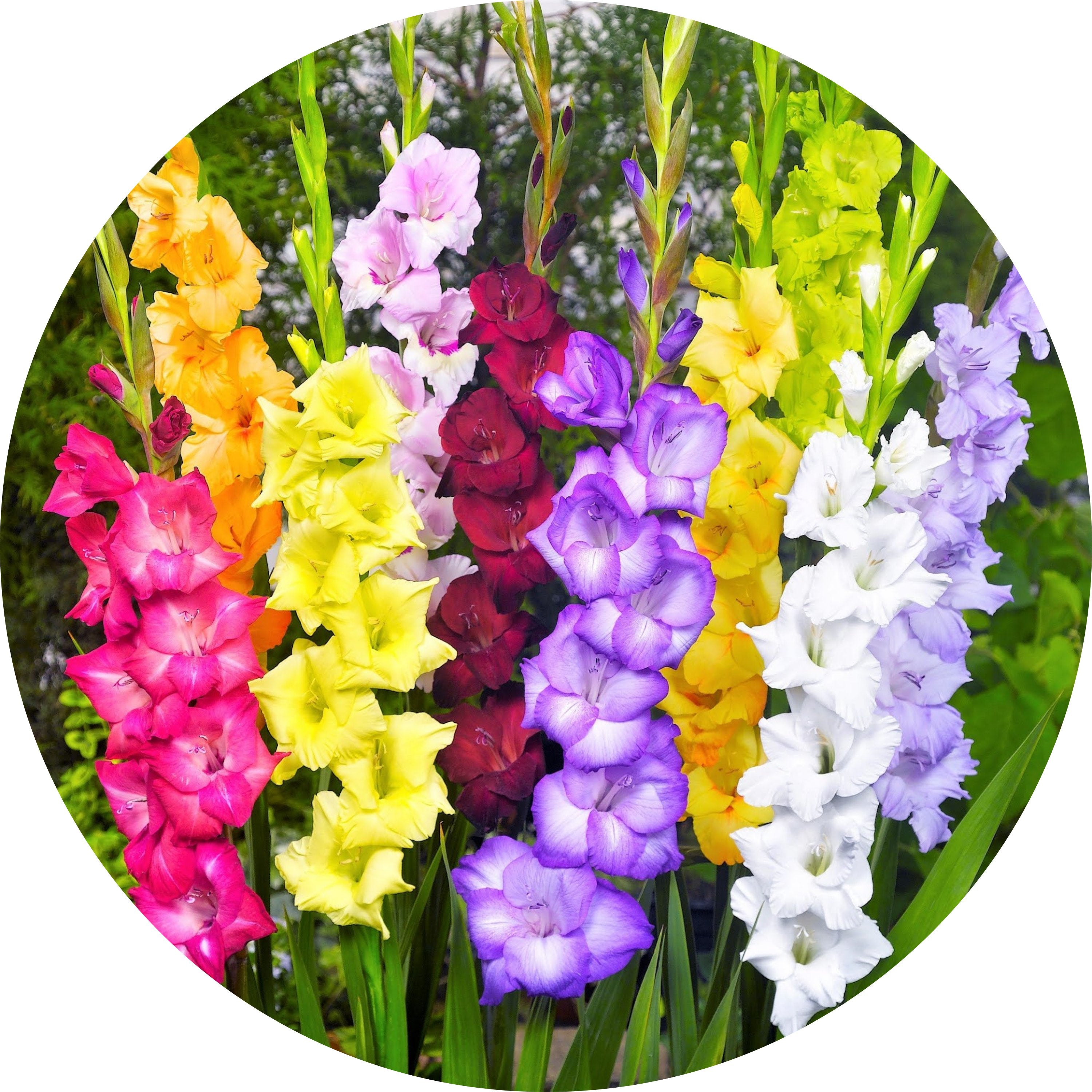 Bulbs – ONLY FOR ORGANIC