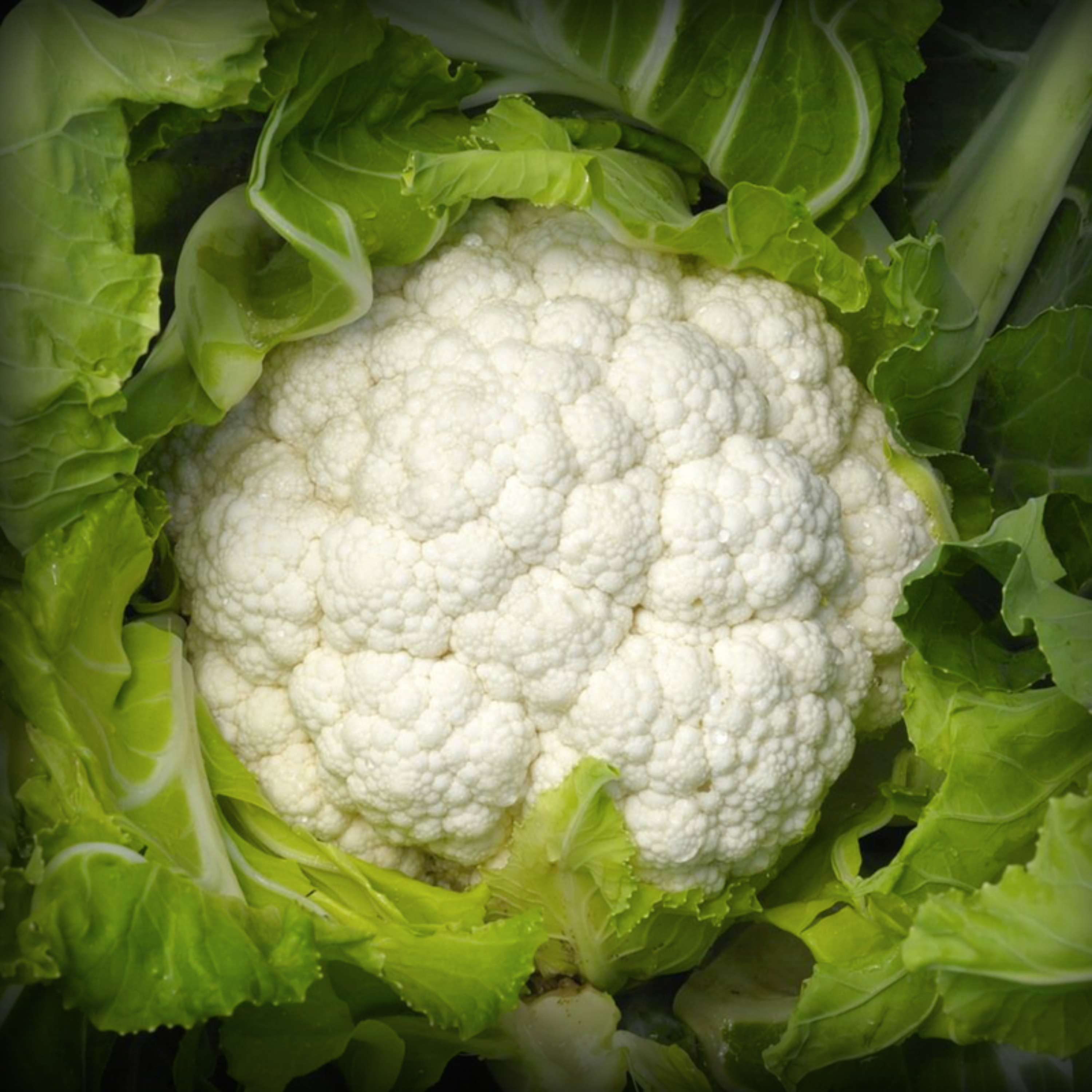 Hybrid Cauliflower Seeds - 25 Seeds