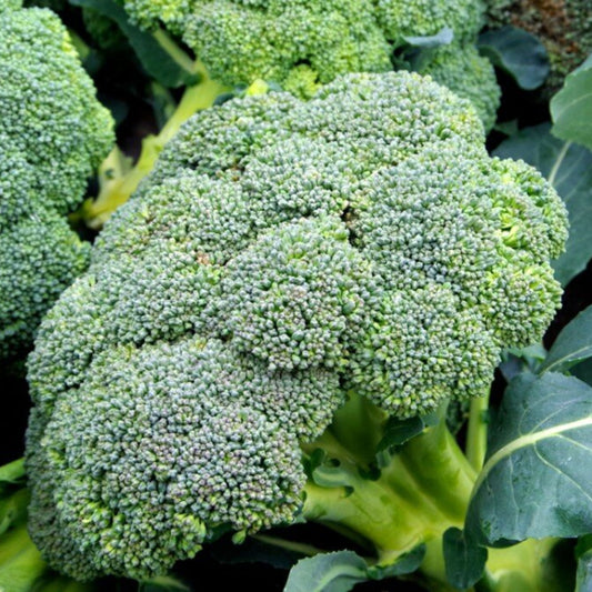 Broccoli Seeds - 50 Seeds