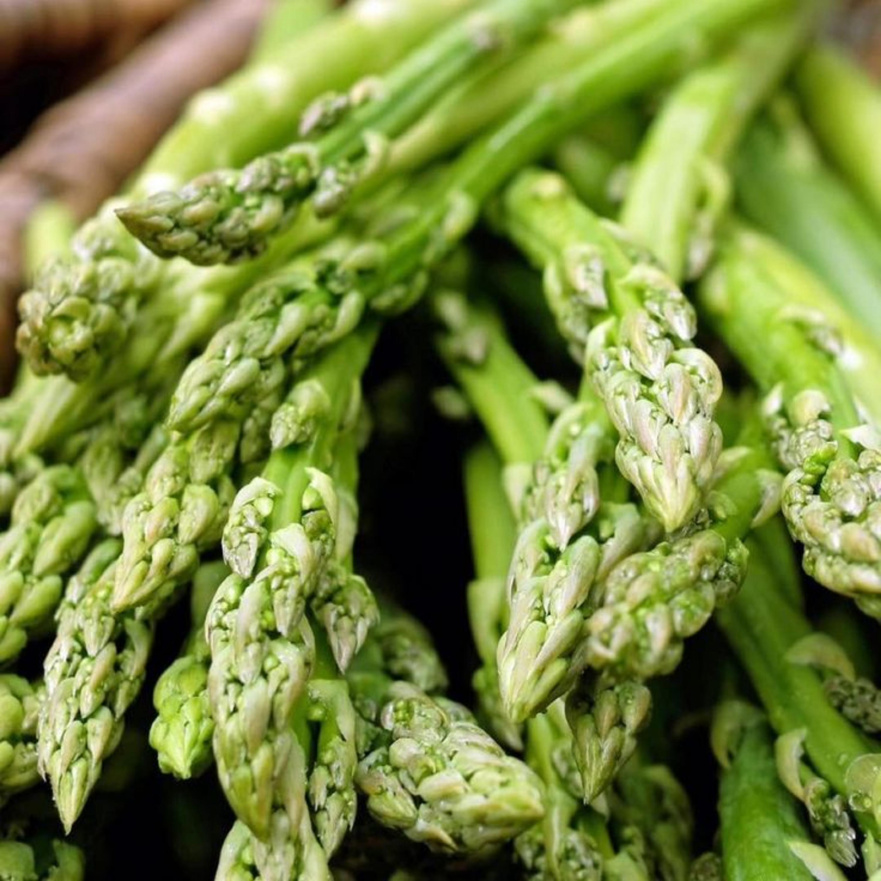 Asparagus Seeds - 20 Seeds