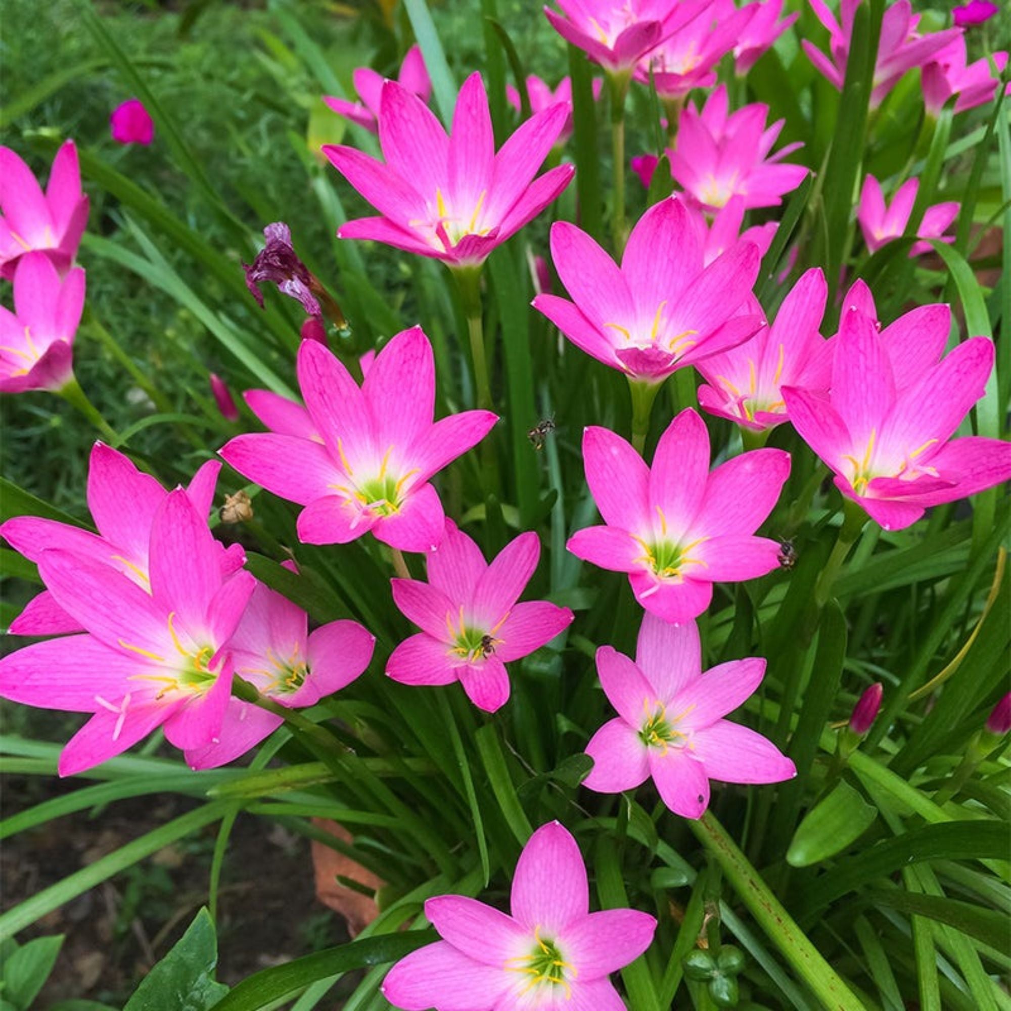 Pink Rain Lily Bulbs - Flowering Plant
