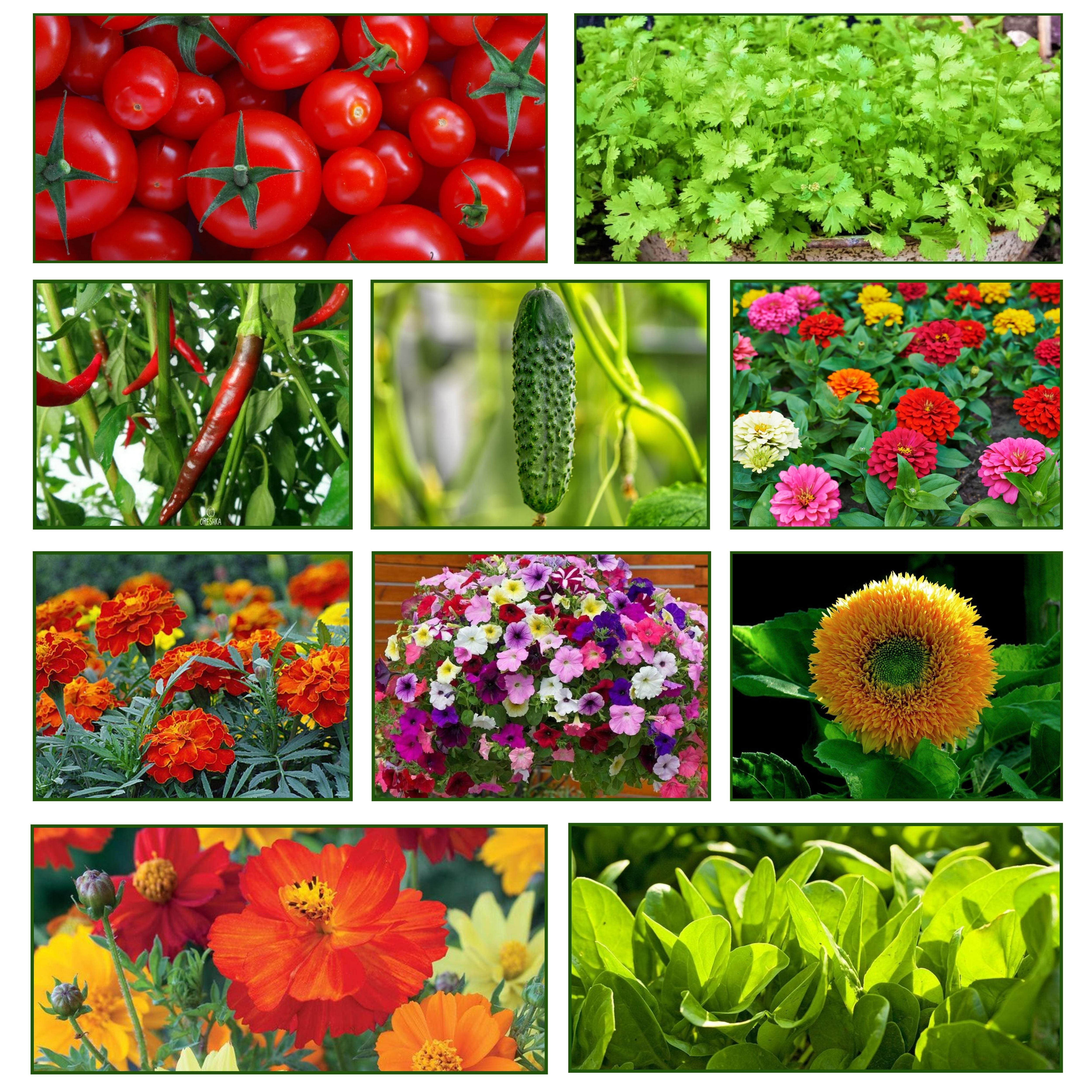 Mix Combo Pack of Vegetable & Flower Seeds | Perfect for Your Home Garden