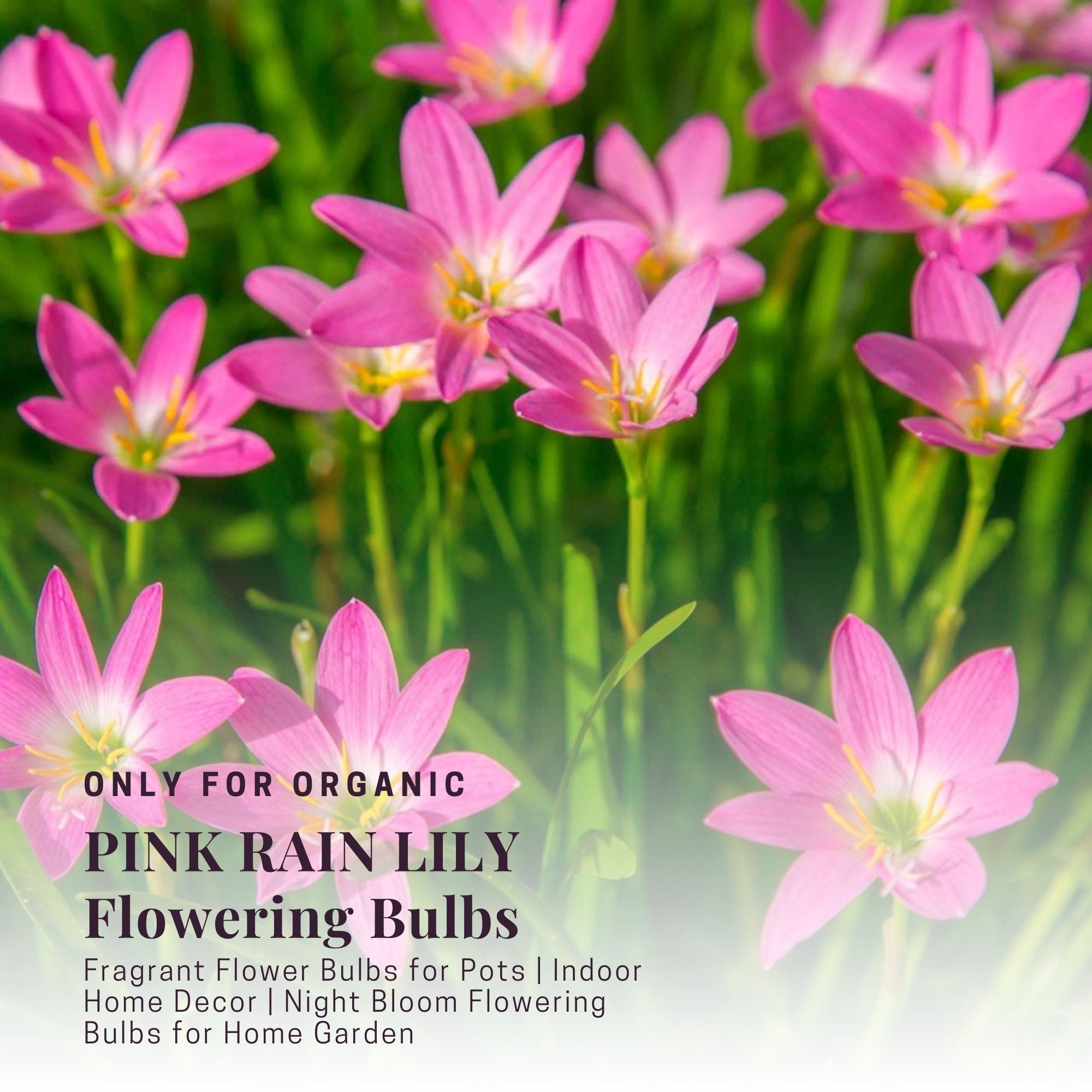 Pink Rain Lily Bulbs - Flowering Plant