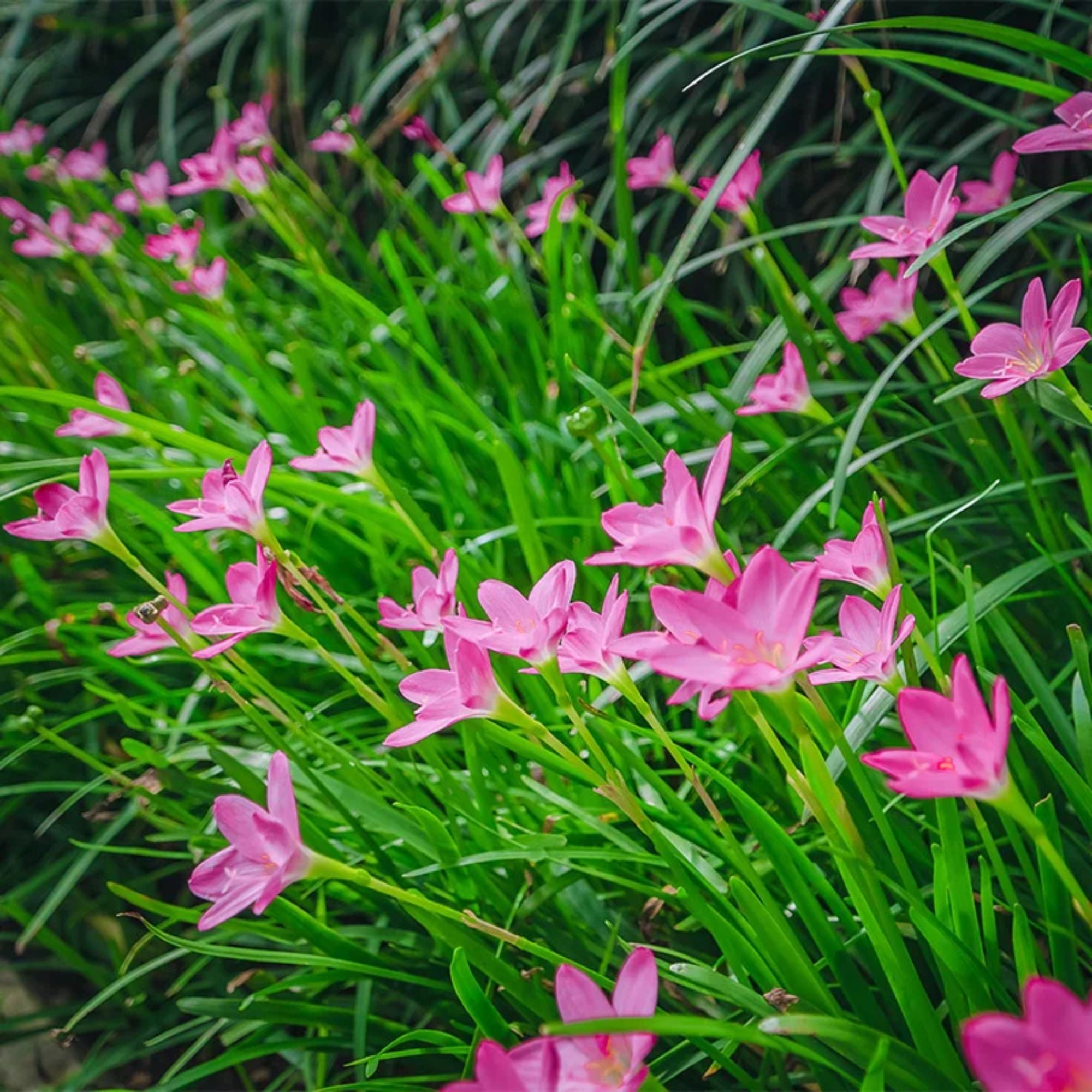 Pink Rain Lily Bulbs - Flowering Plant