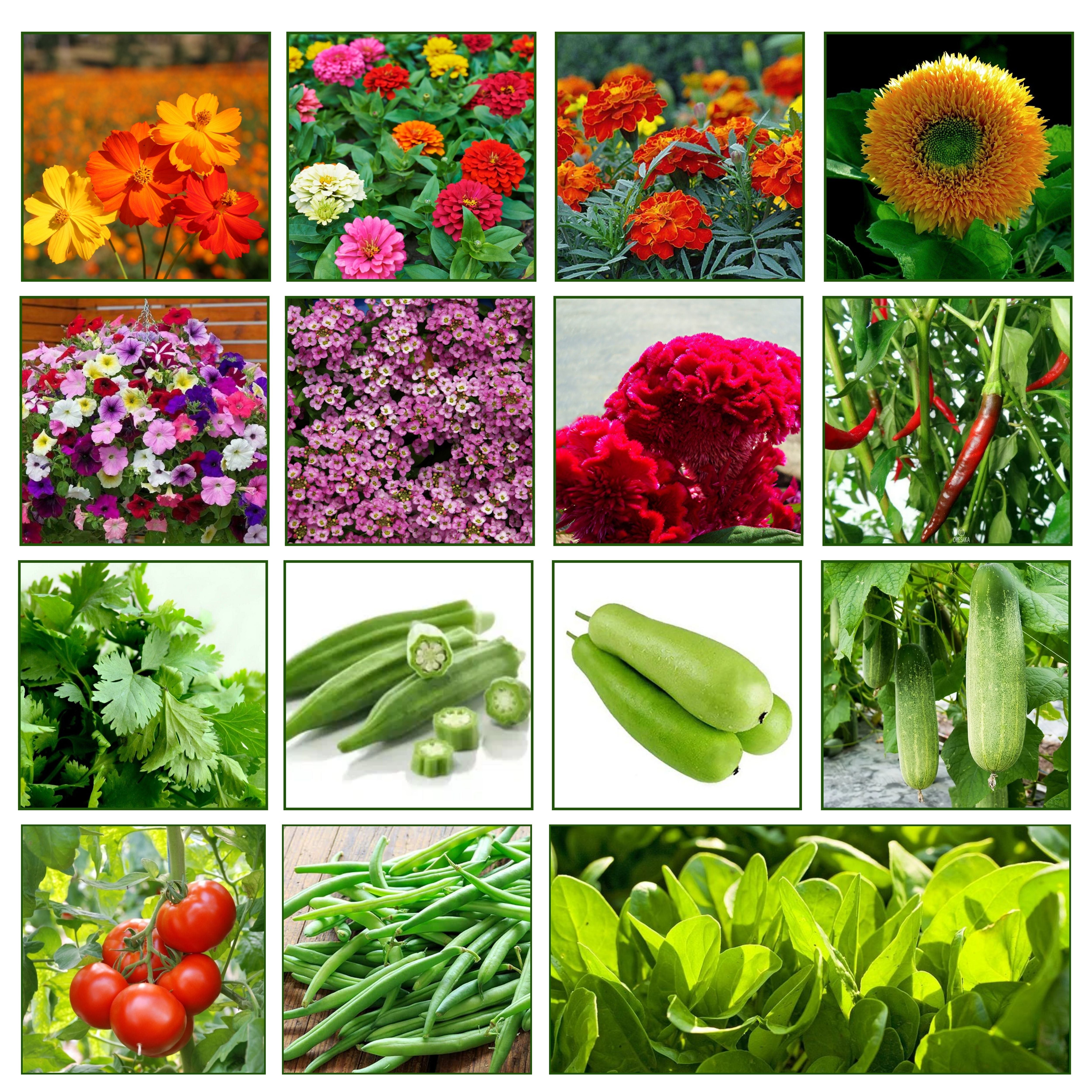Mix Combo Pack of Vegetable & Flower Seeds | Perfect for Your Home Garden
