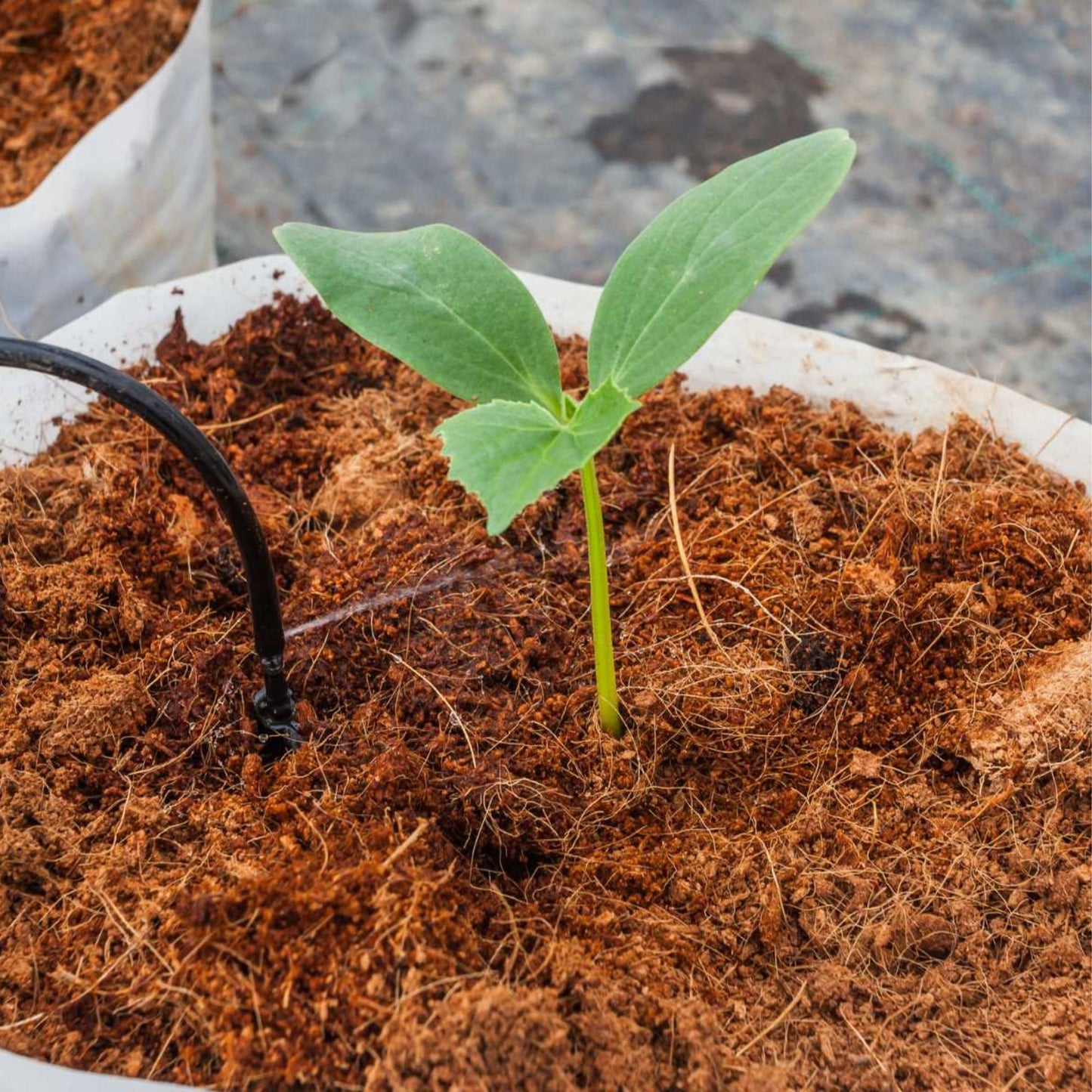 Cocopeat for Gardening – Organic Soil Conditioner & Water Retainer