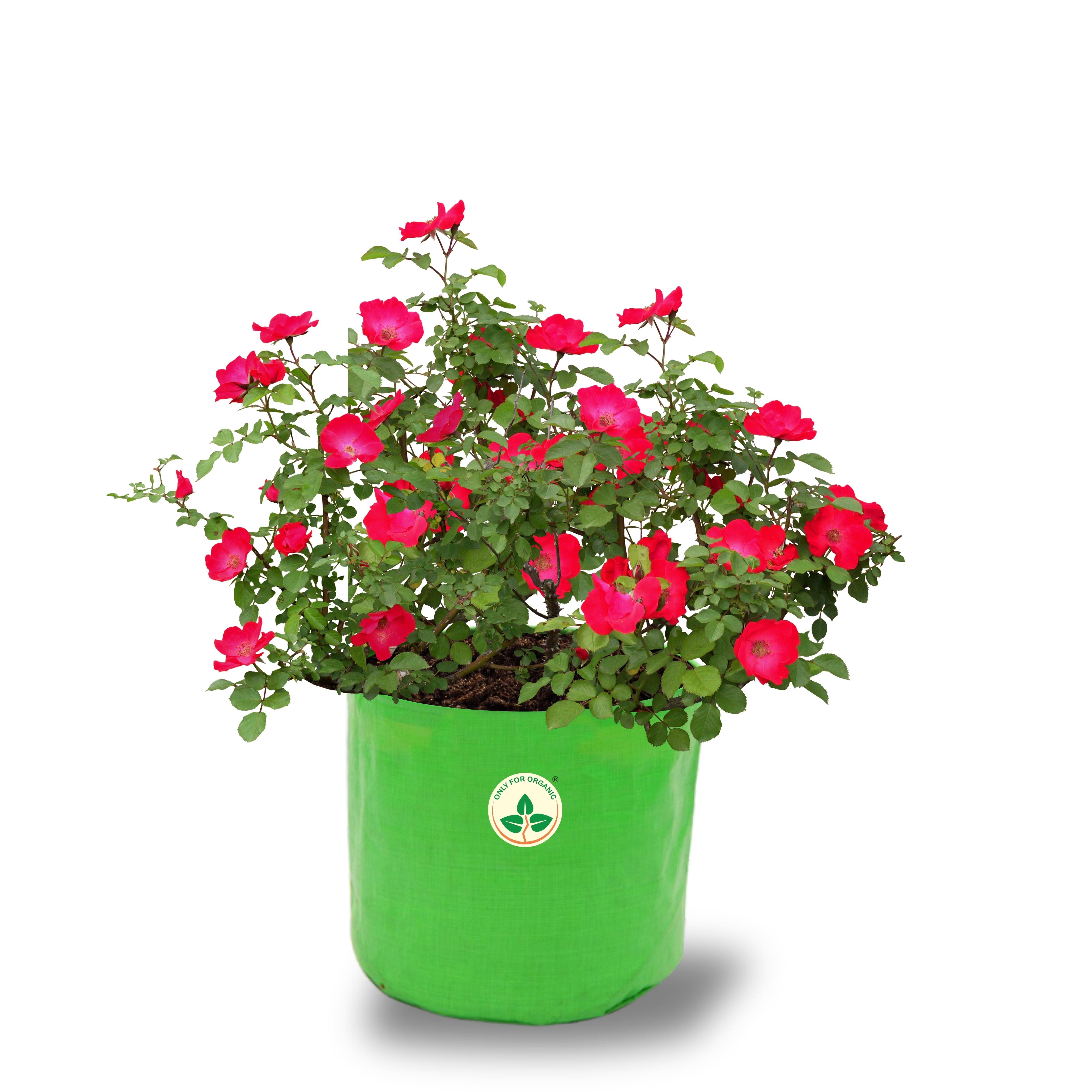HDPE UV Treated Green Grow Bags (Size-16x16 inch) for Home/Commercial Gardening