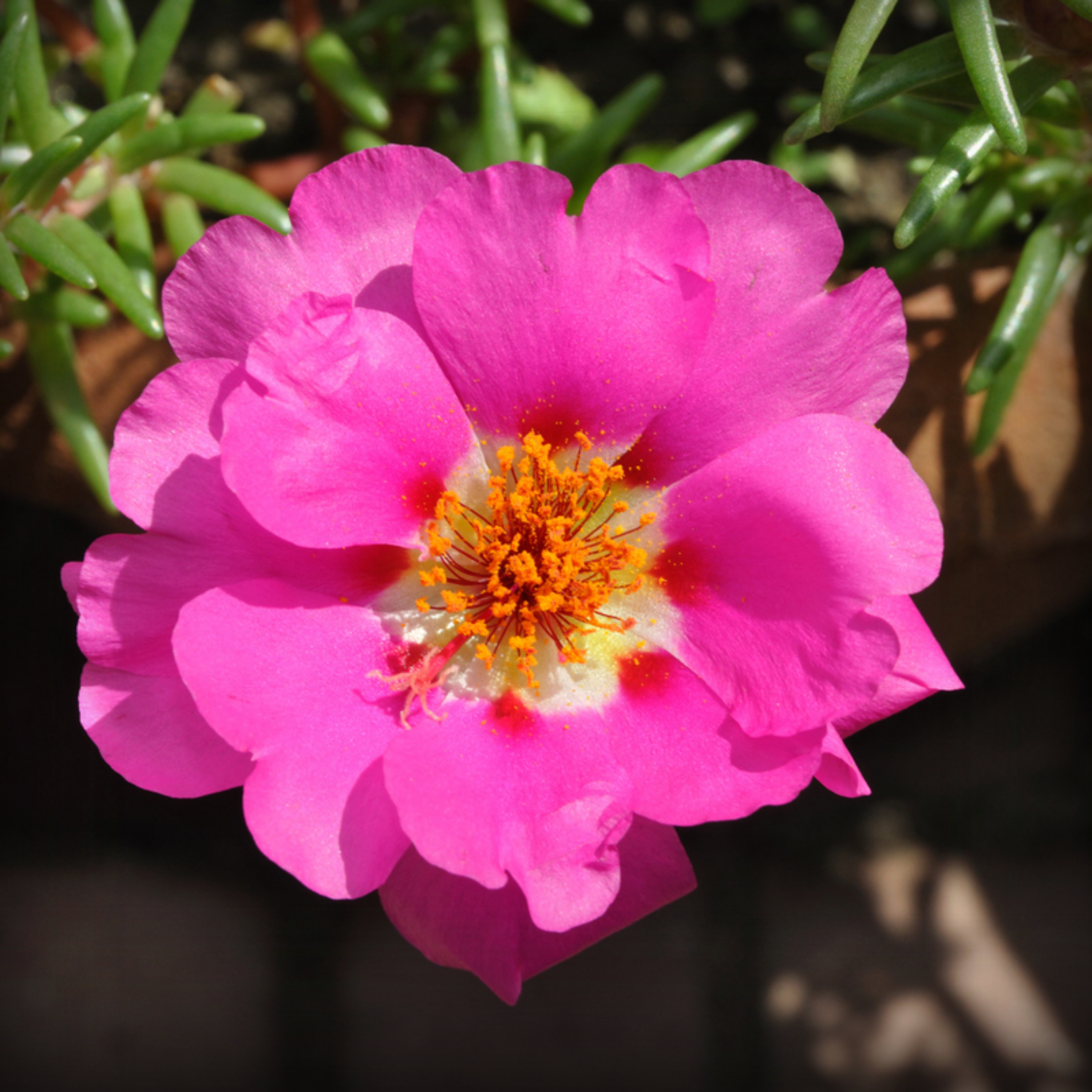 Portulaca Seeds - 50 Seeds