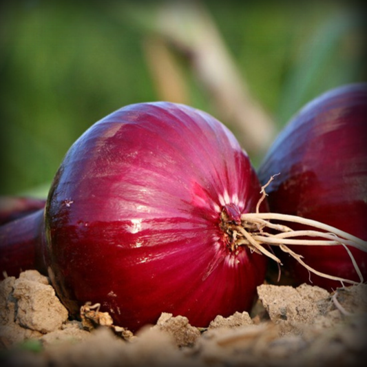 Onion Vegetable Seeds - 200 Seeds
