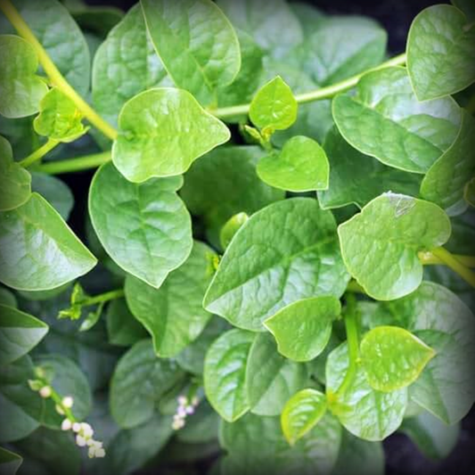 Malabar Spinach Seeds - 50 Seeds