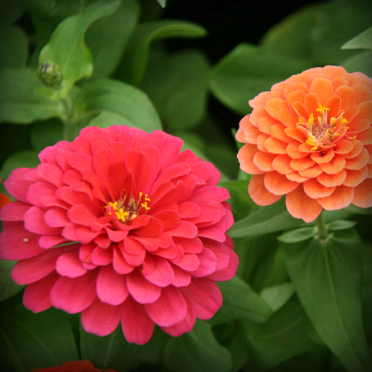 Zinnia Liliput– 50 Seeds