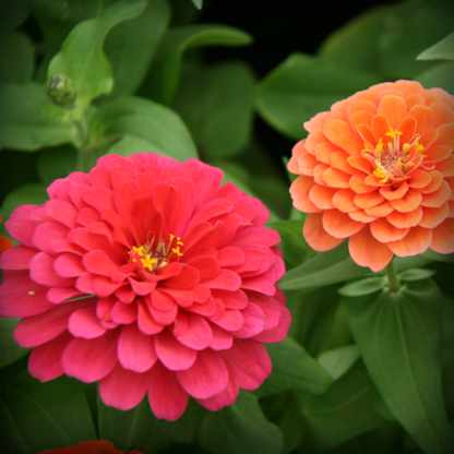 Zinnia Liliput– 50 Seeds