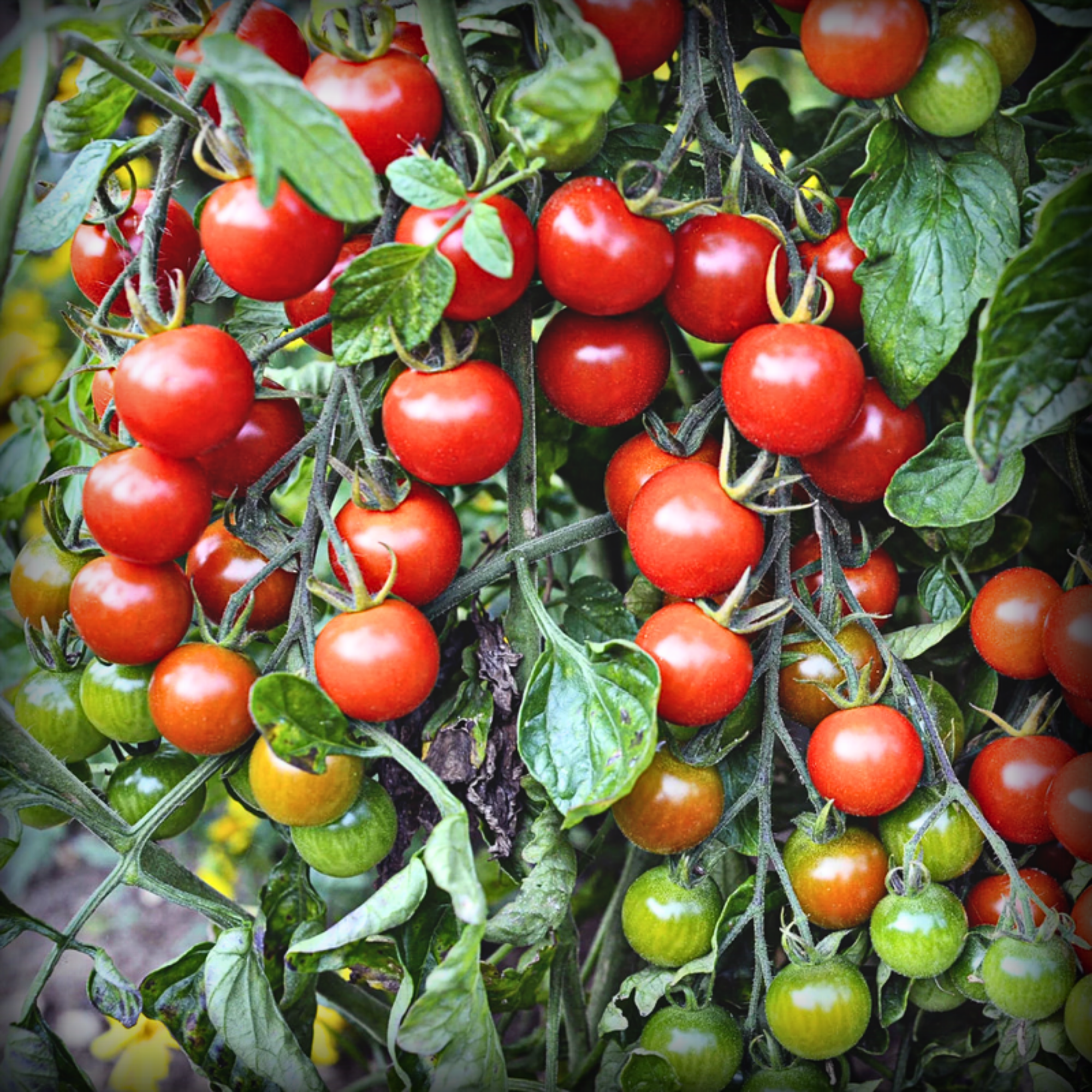 Hybrid Cherry Tomato Seeds - 10 Seeds