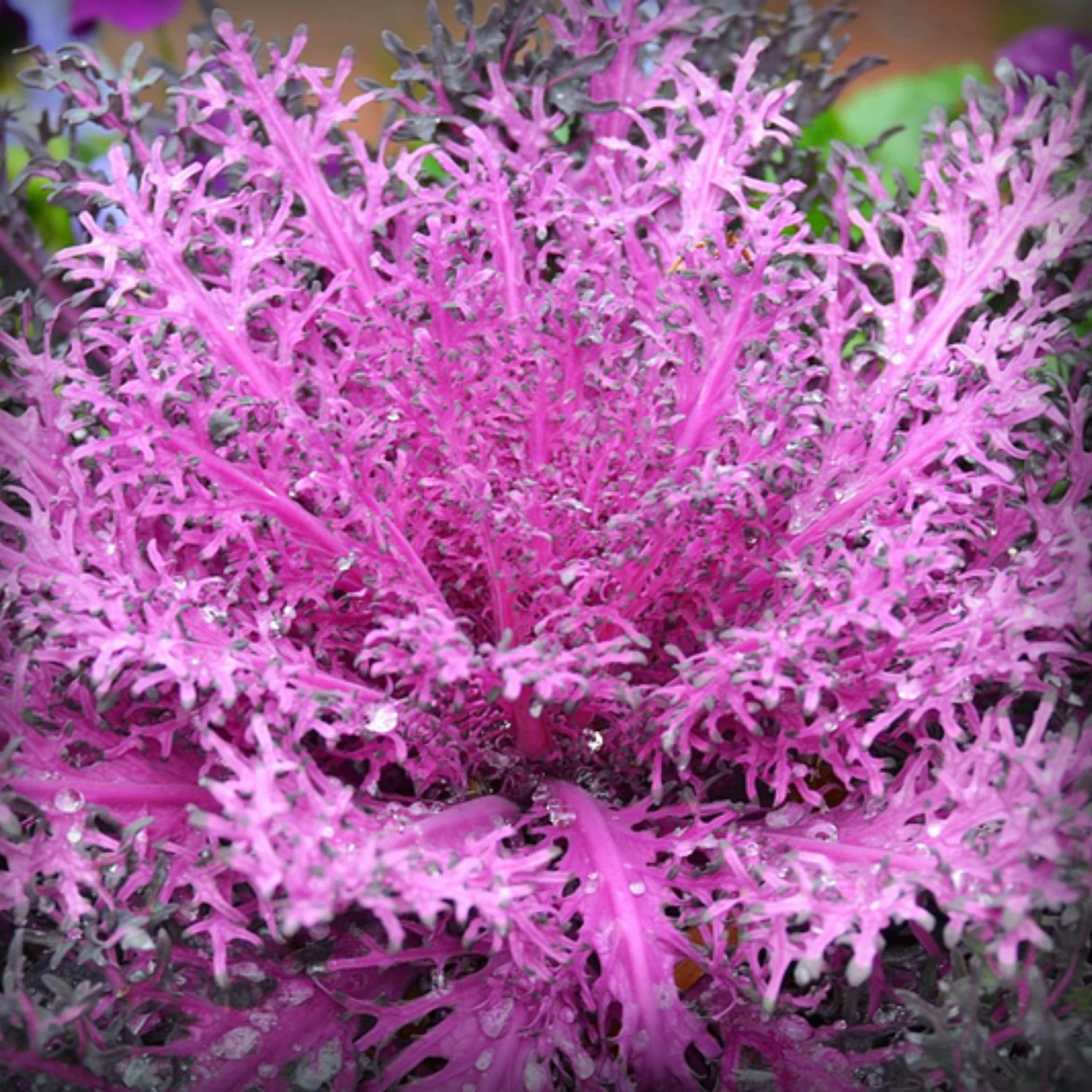 Ornamental Kale Fringed Seeds – 50 Seeds