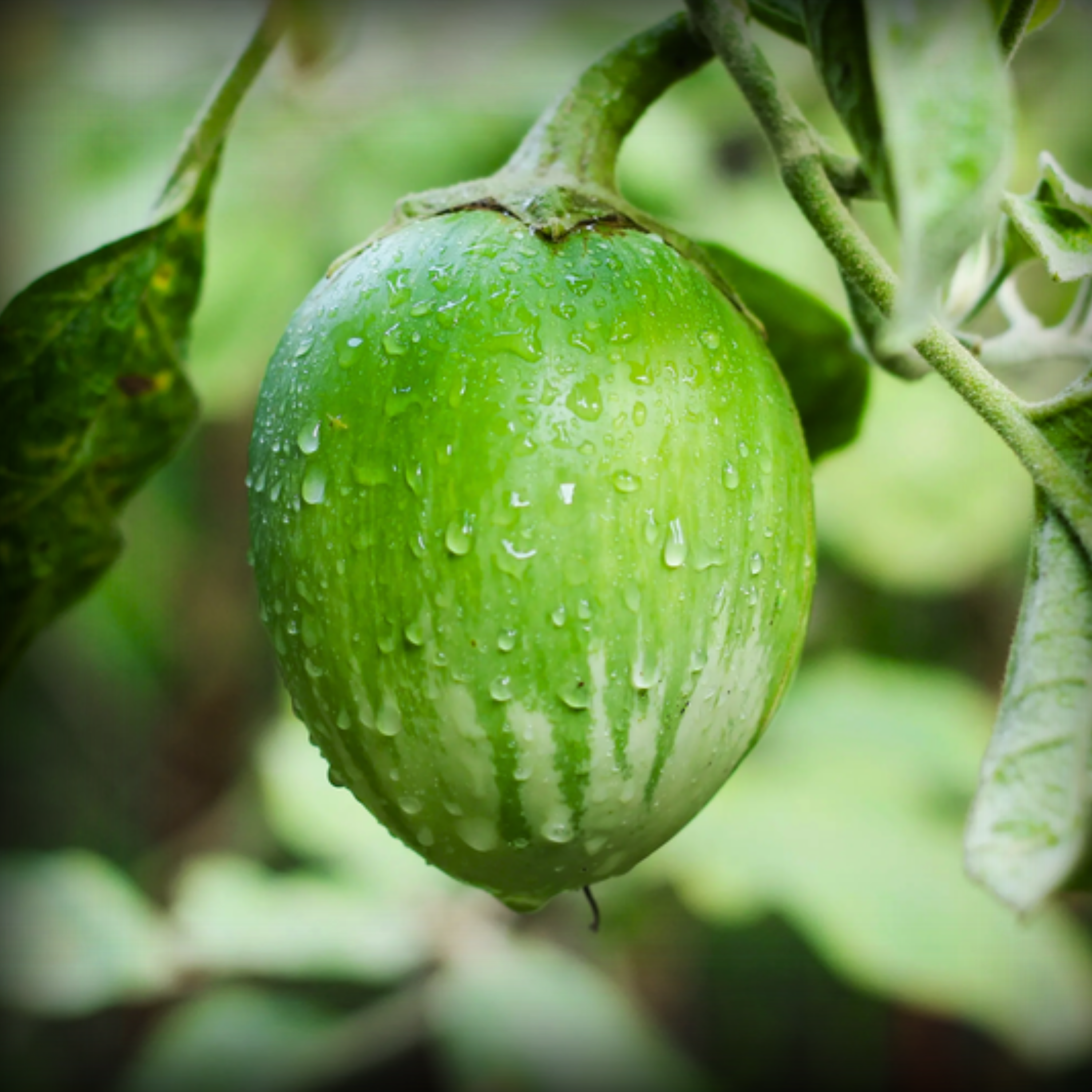 Hybrid Brinjal Green Round Seeds - 25 Seeds