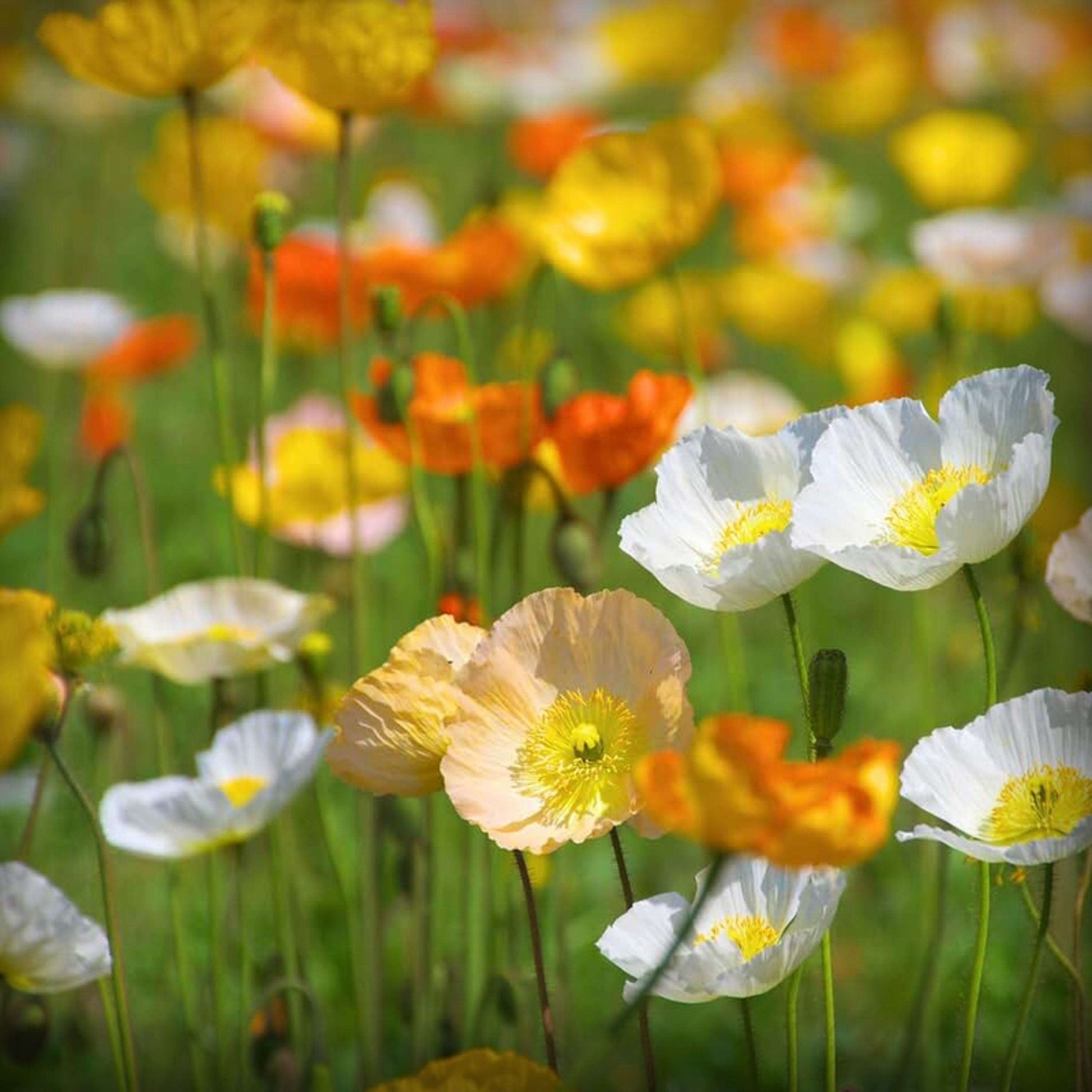 Iceland Poppy Flower Seeds - 50 Seeds