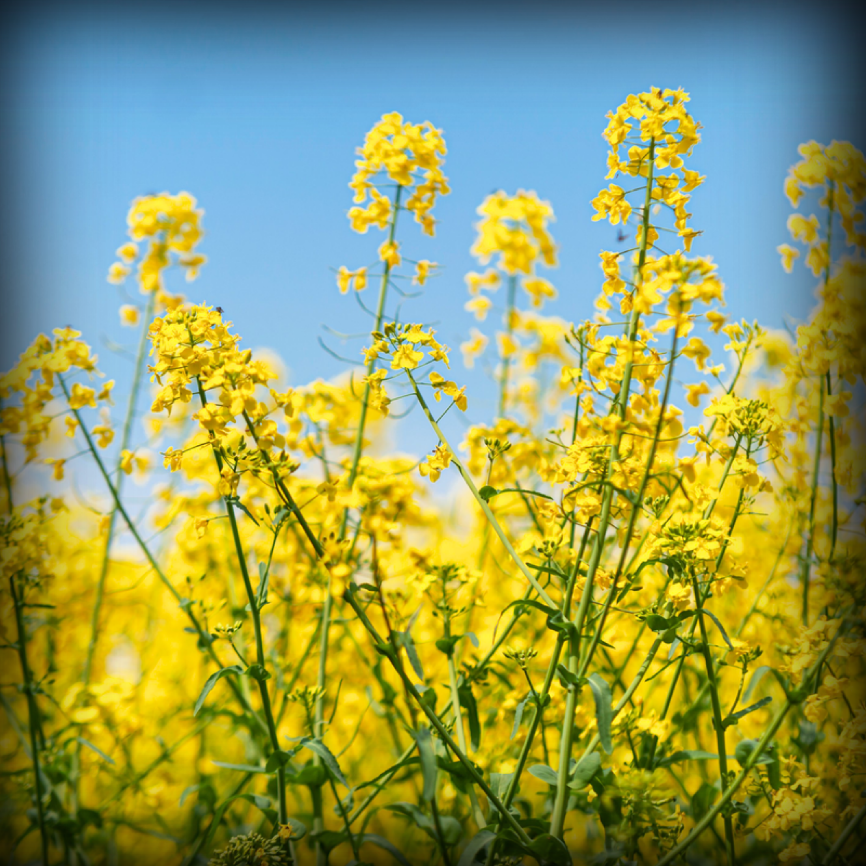 Mustard Vegetable Seeds - 500 Seeds