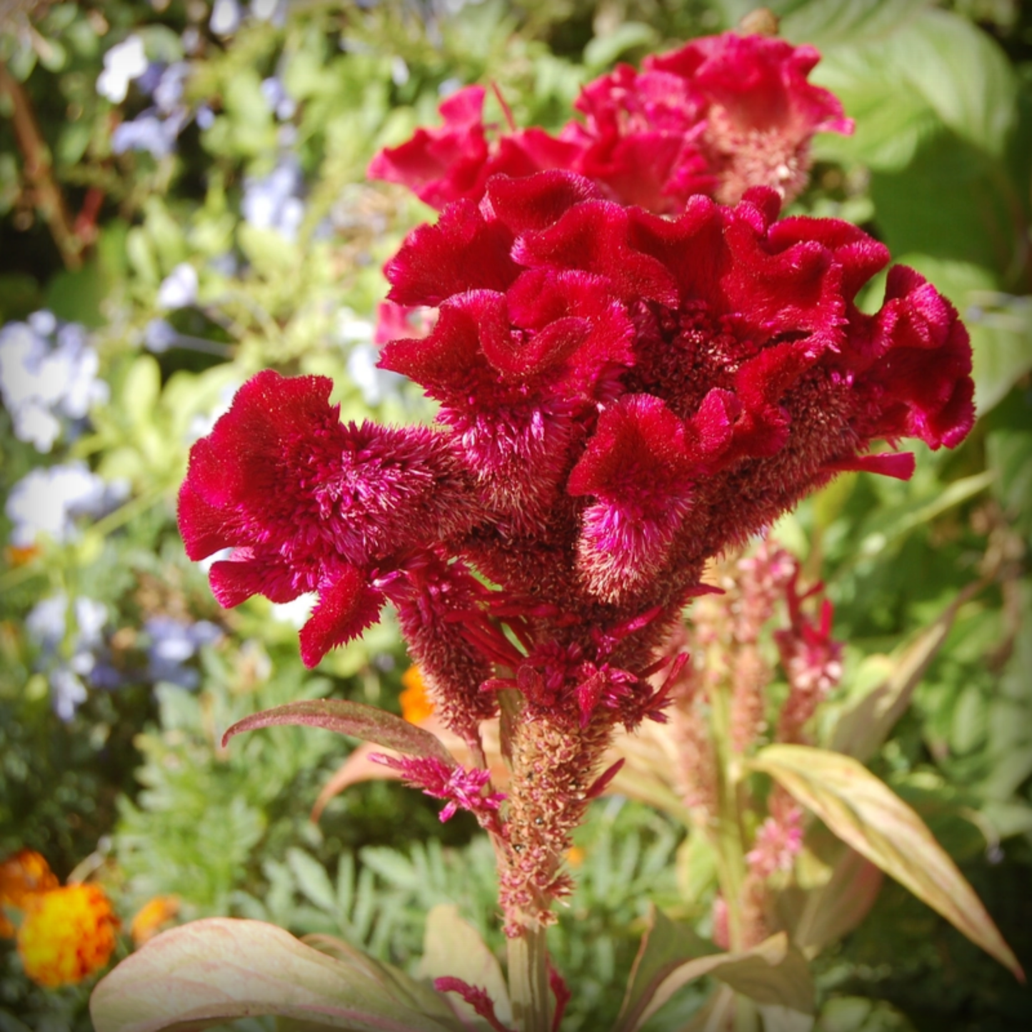 Cockscomb Seeds - 50 Seeds