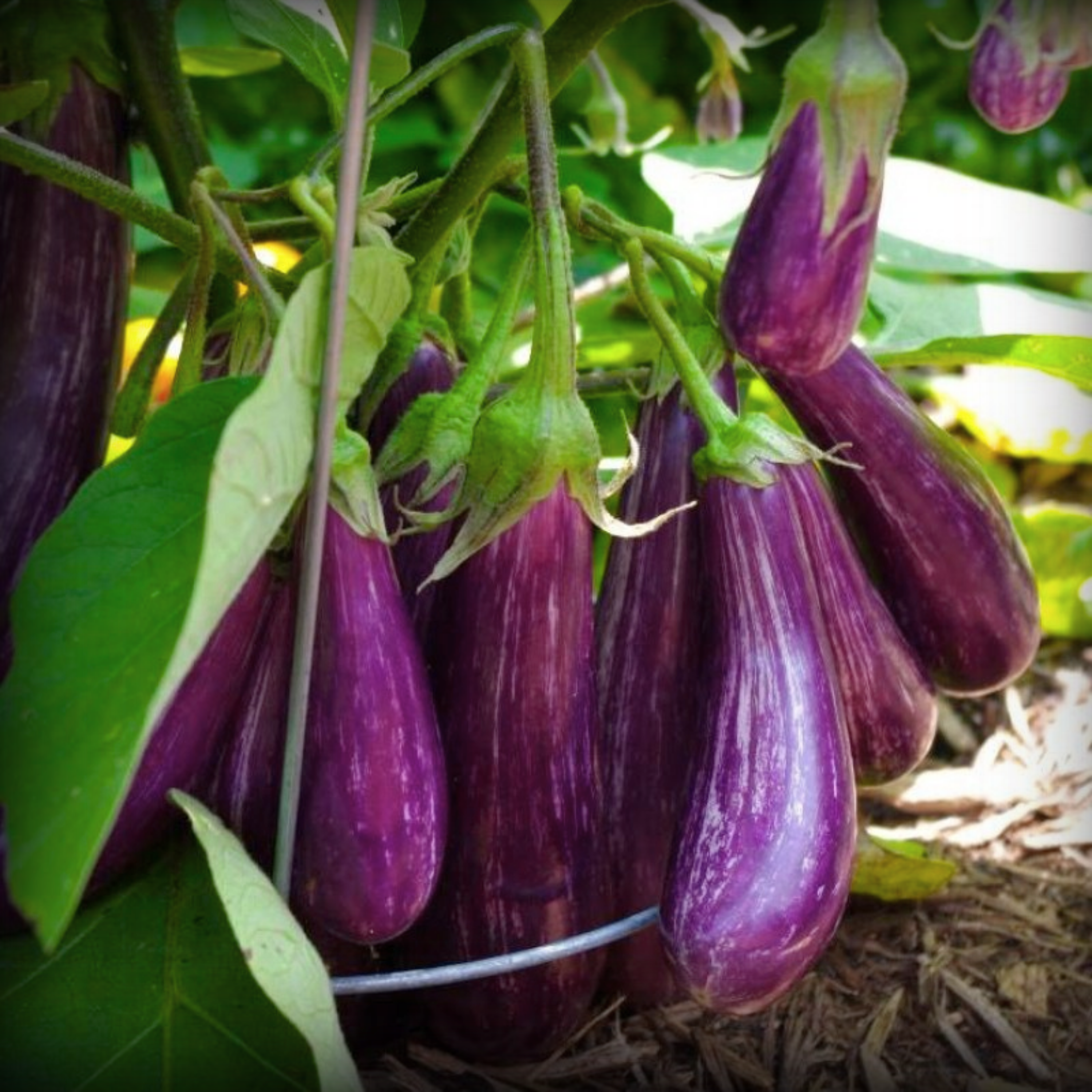 Hybrid Brinjal Purple Long Seeds - 25 Seeds