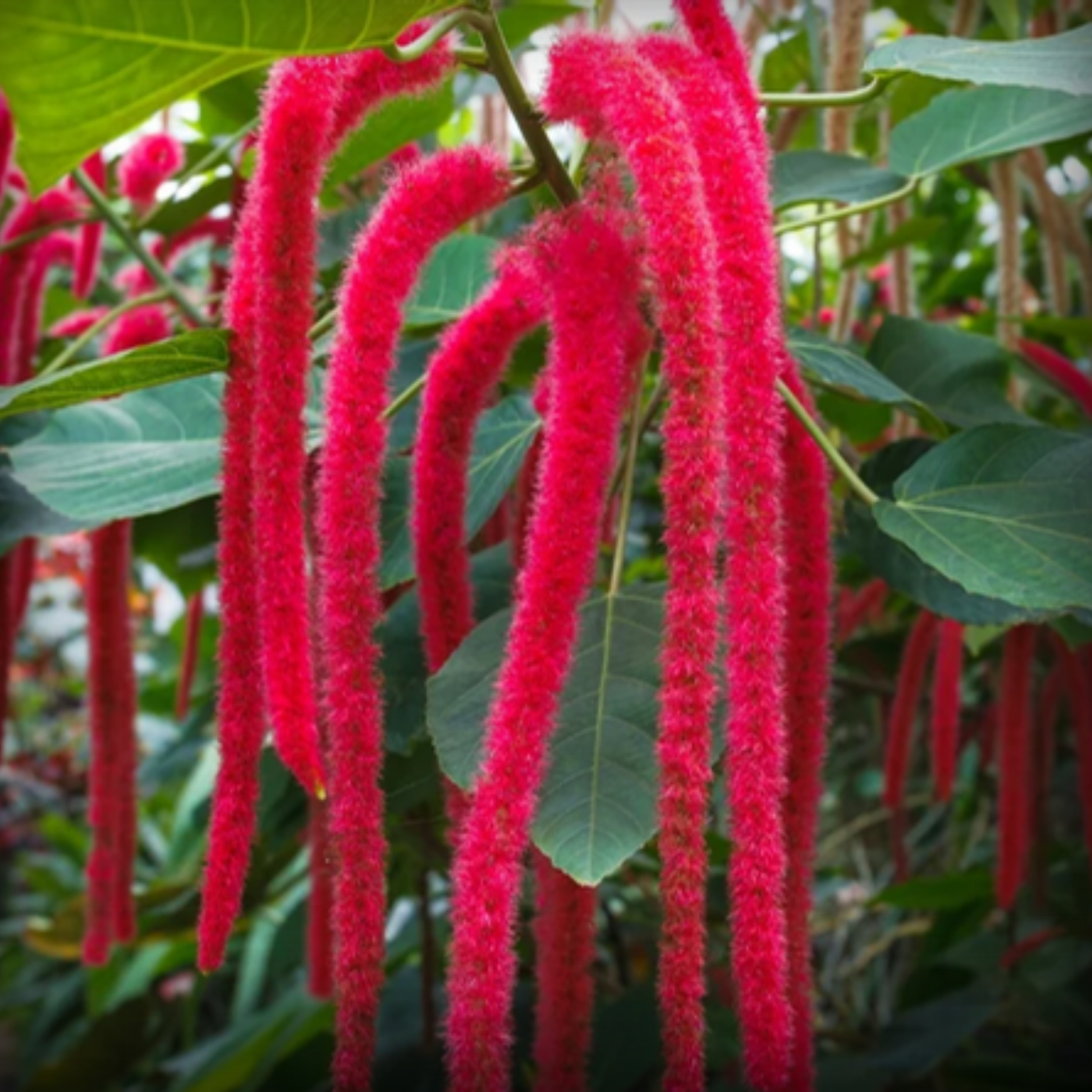 Lovelies Bleeding Seed - 100 Seeds