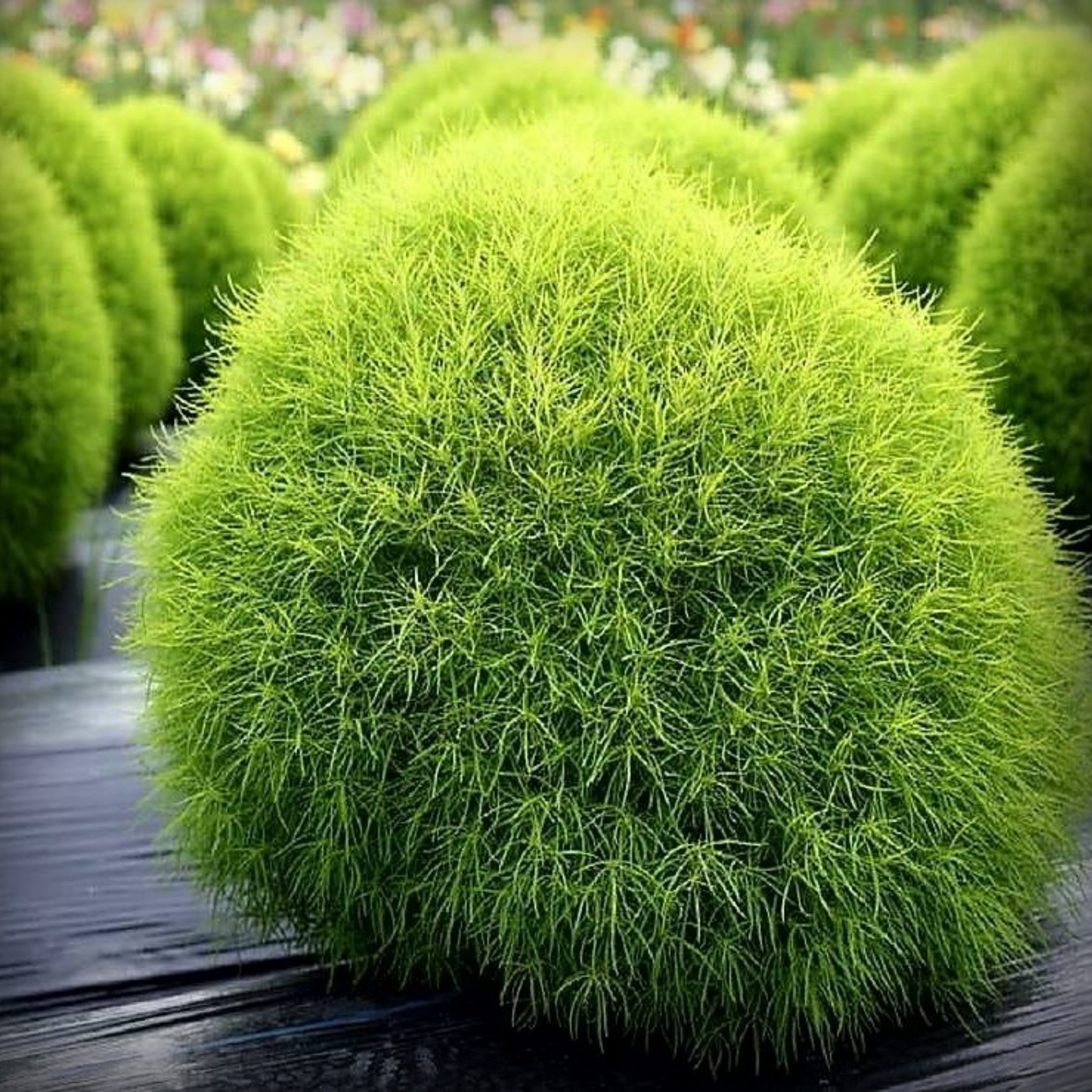 Kochia Seeds - 50 Seeds