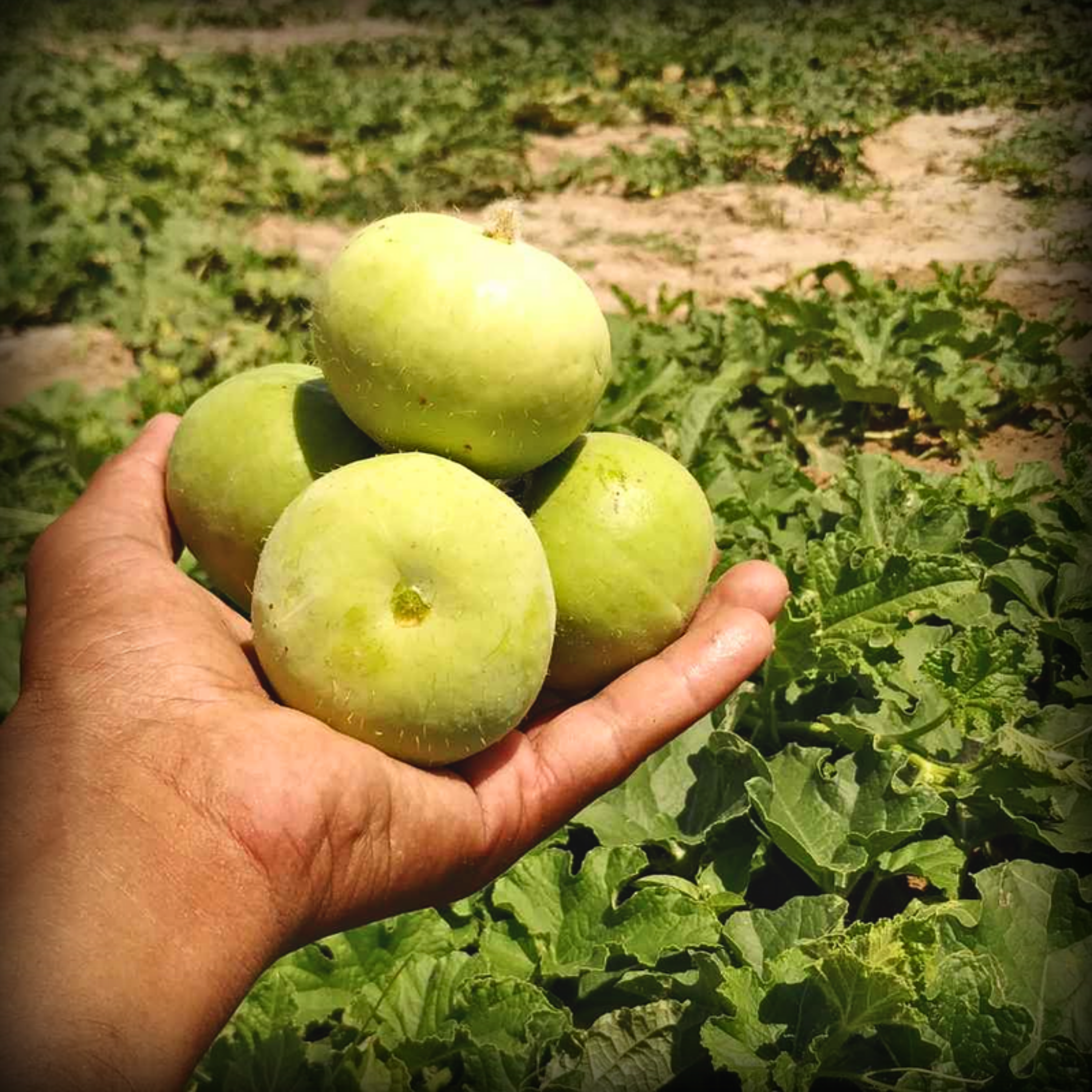 Hybrid Tinda Seeds - 10 Seeds
